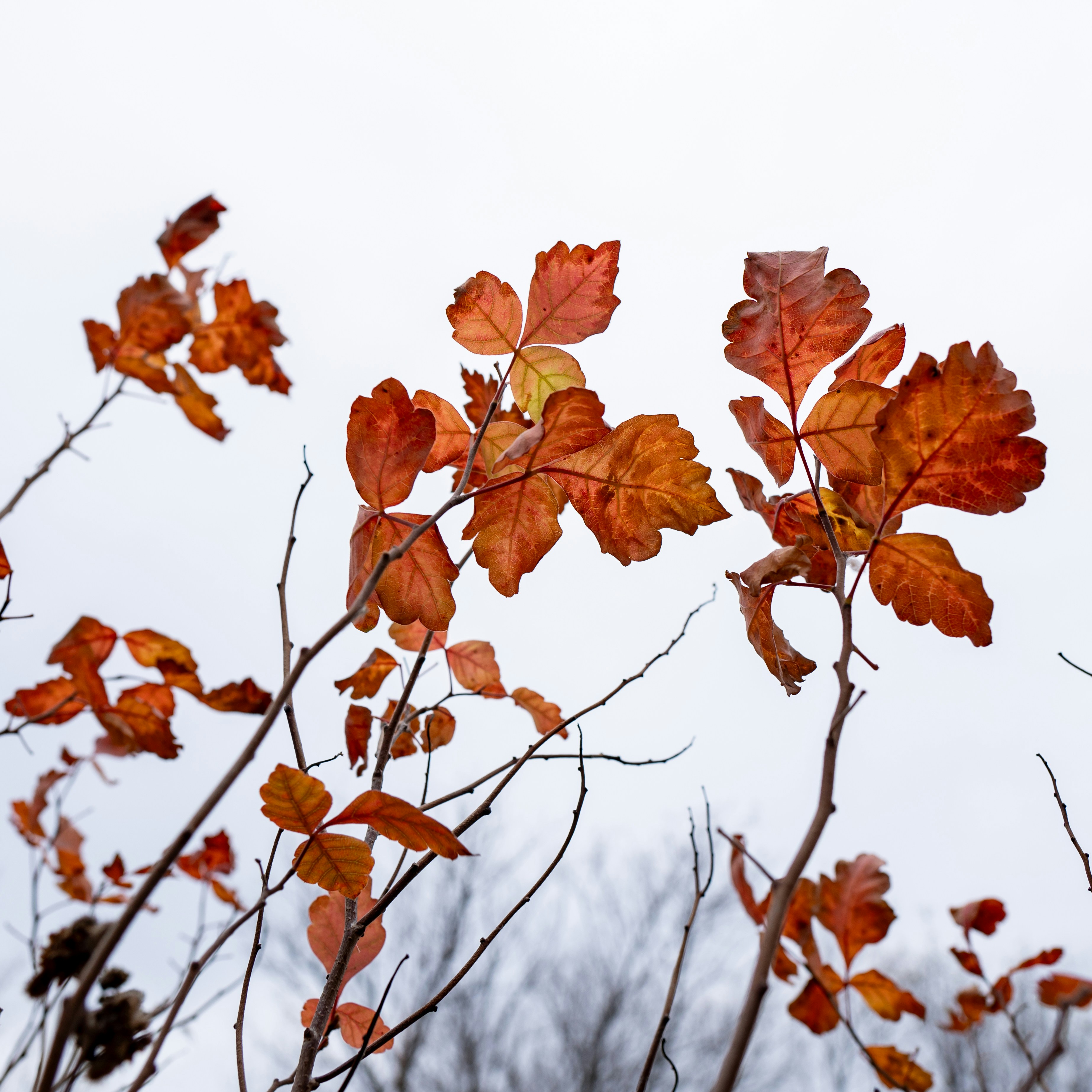 Um galho de árvore com folhas alaranjadas na frente de um céu cinza