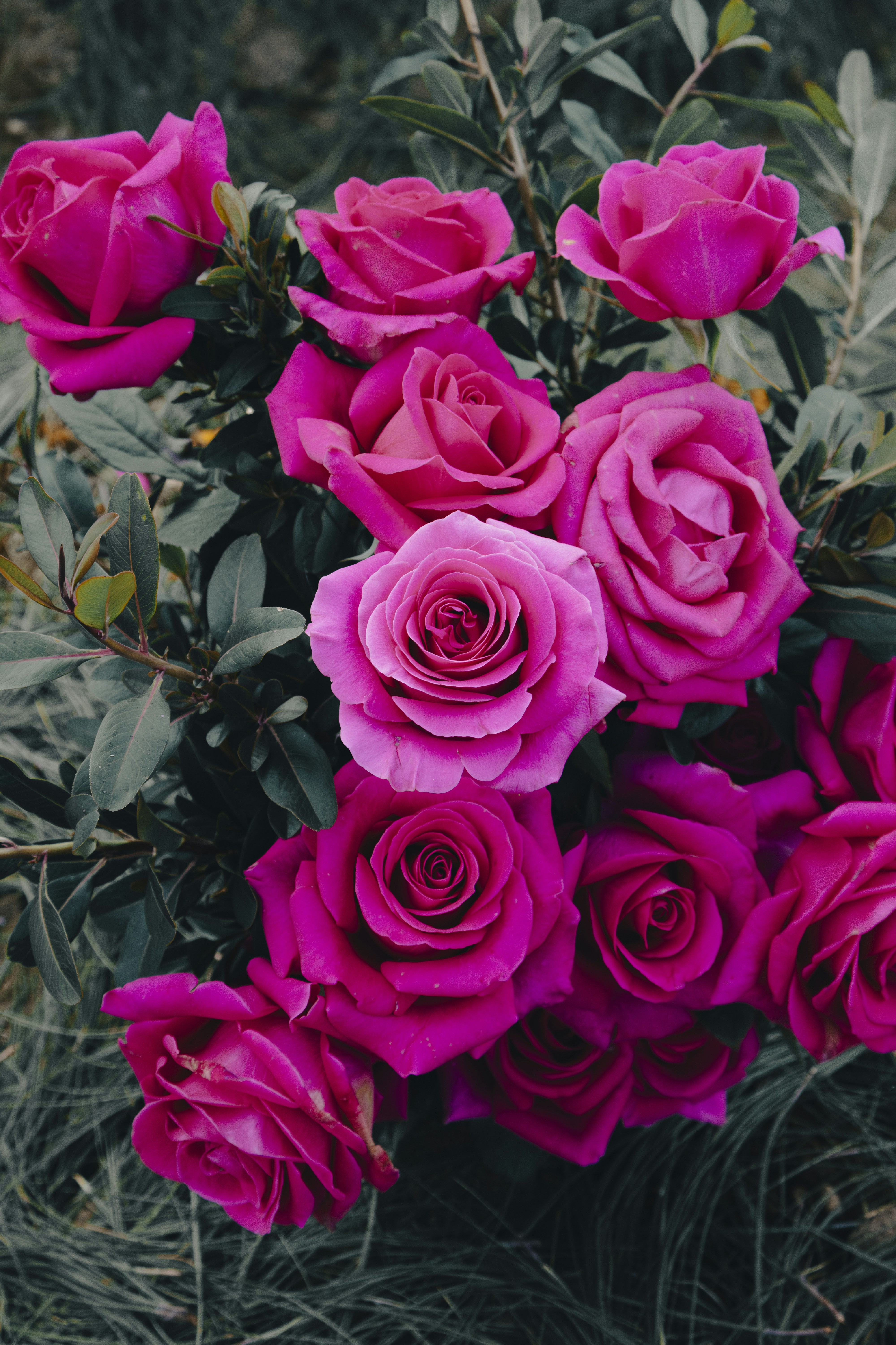A bouquet of pink roses in a field photo – Free Floral Image on Unsplash