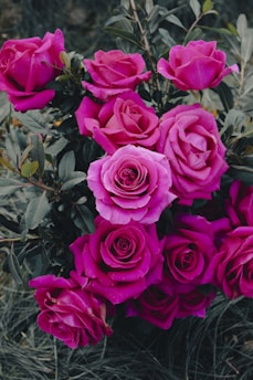 A bouquet of pink roses in a field
