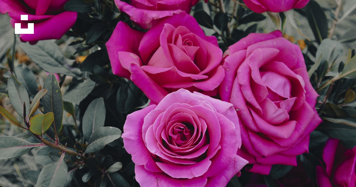 A bouquet of pink roses in a field photo – Free Floral Image on Unsplash