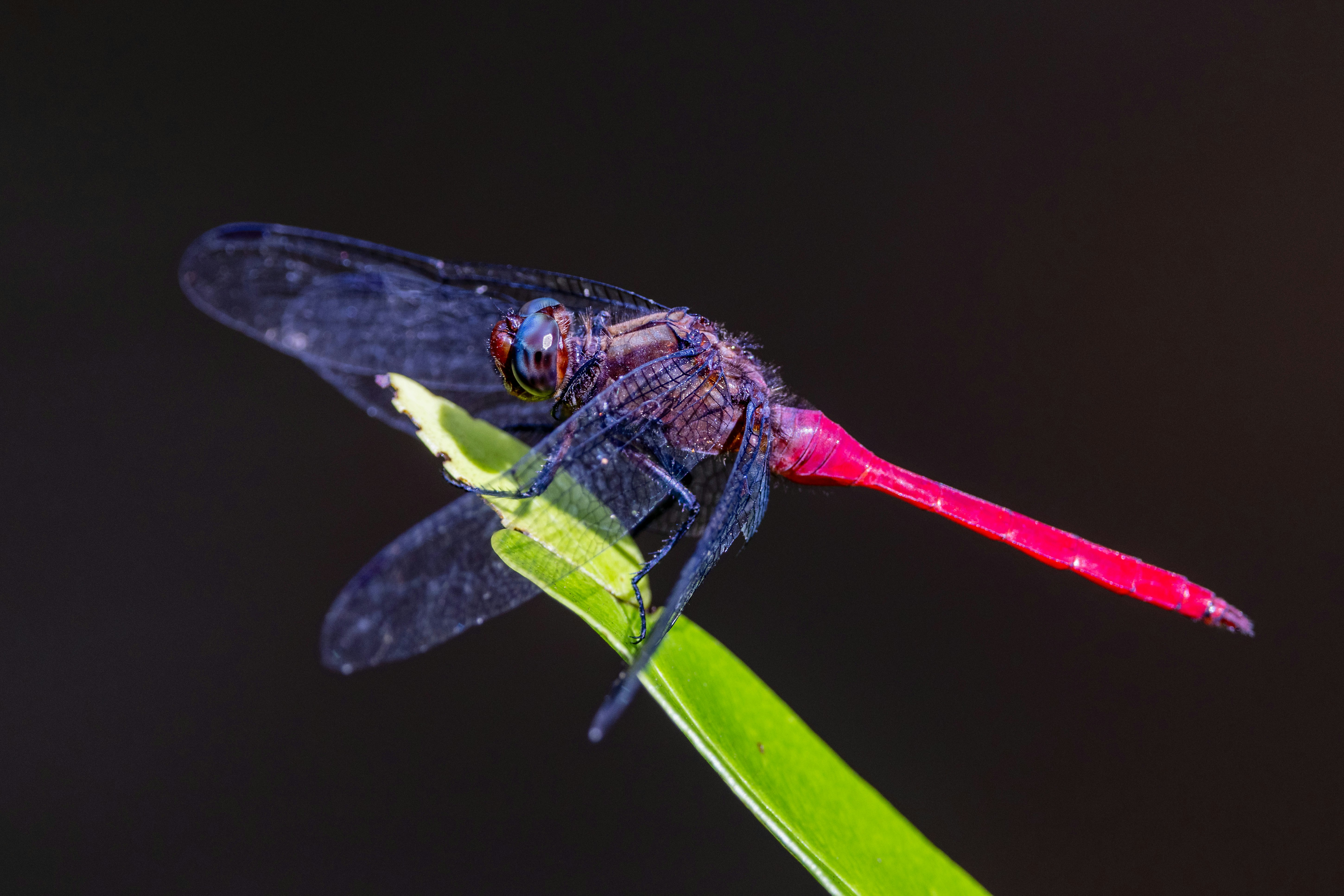 A blue dragonfly sitting on a green leaf