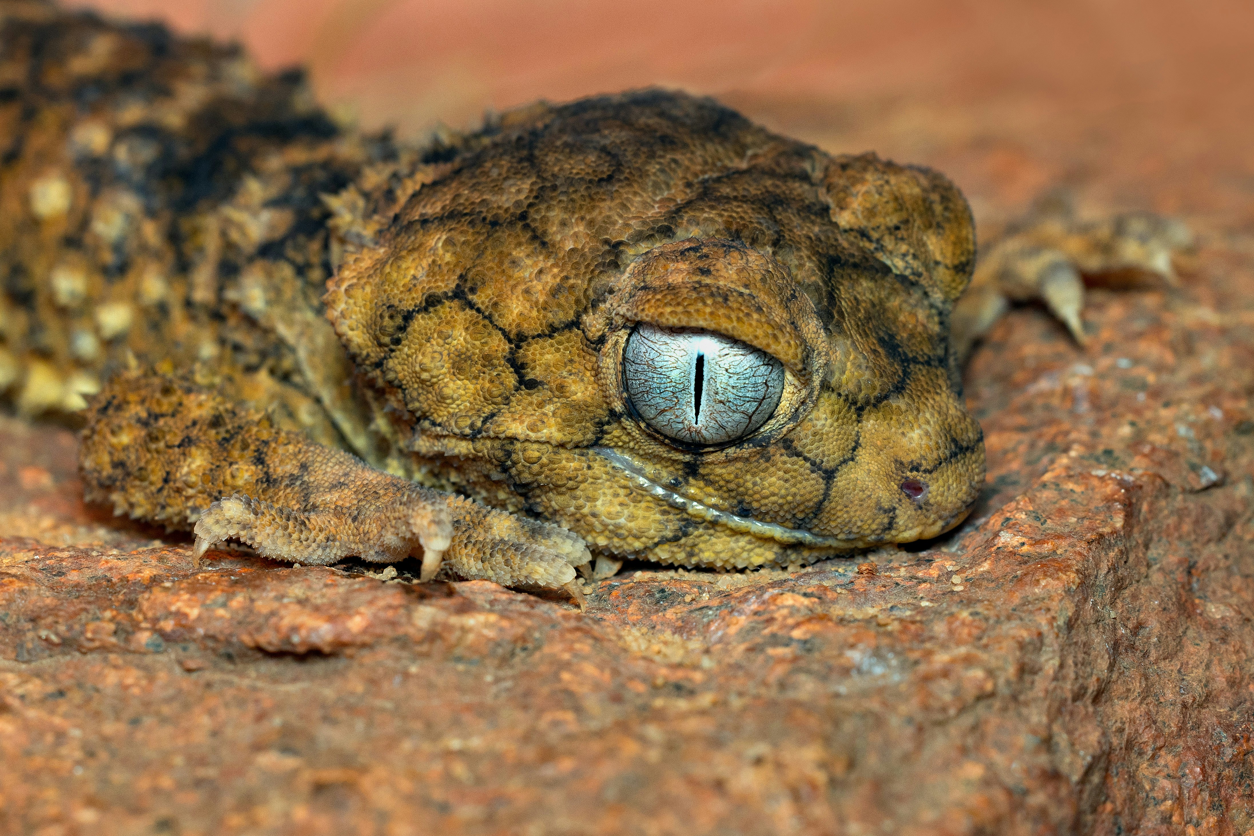 A close up of a lizard on a rock