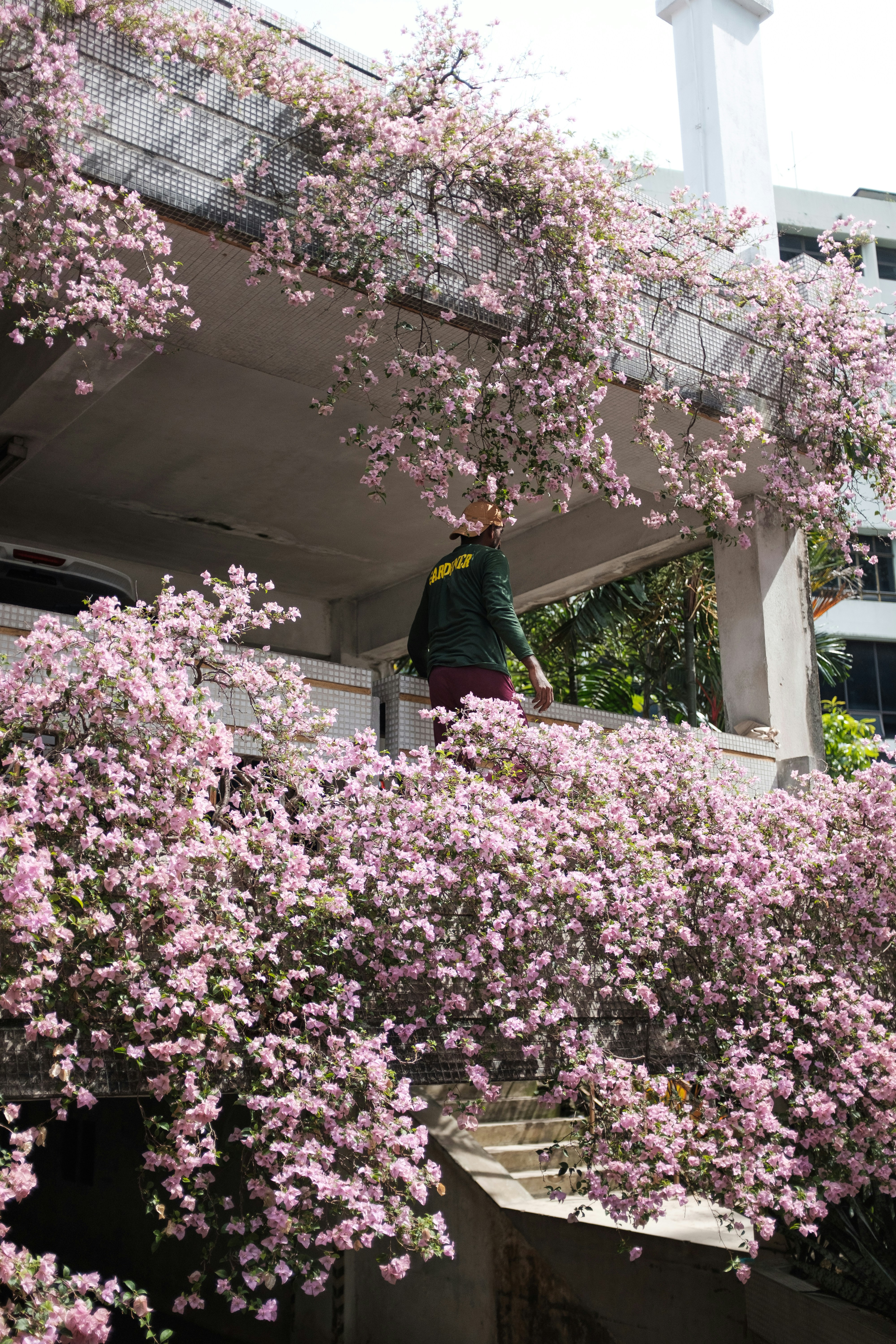 Un uomo in piedi in cima a un balcone accanto a un albero