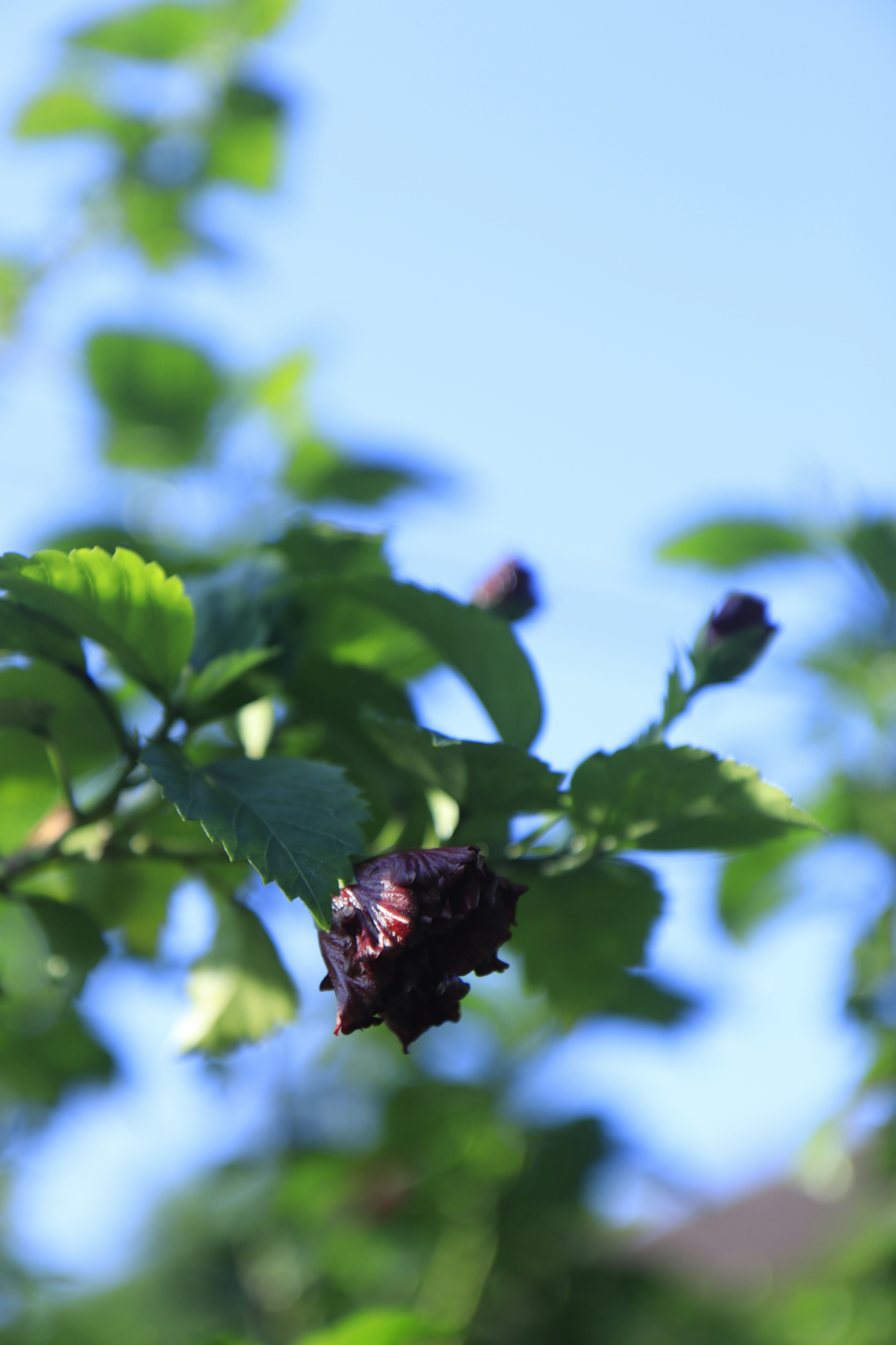 A close up of a leafy tree with a blue sky in the background