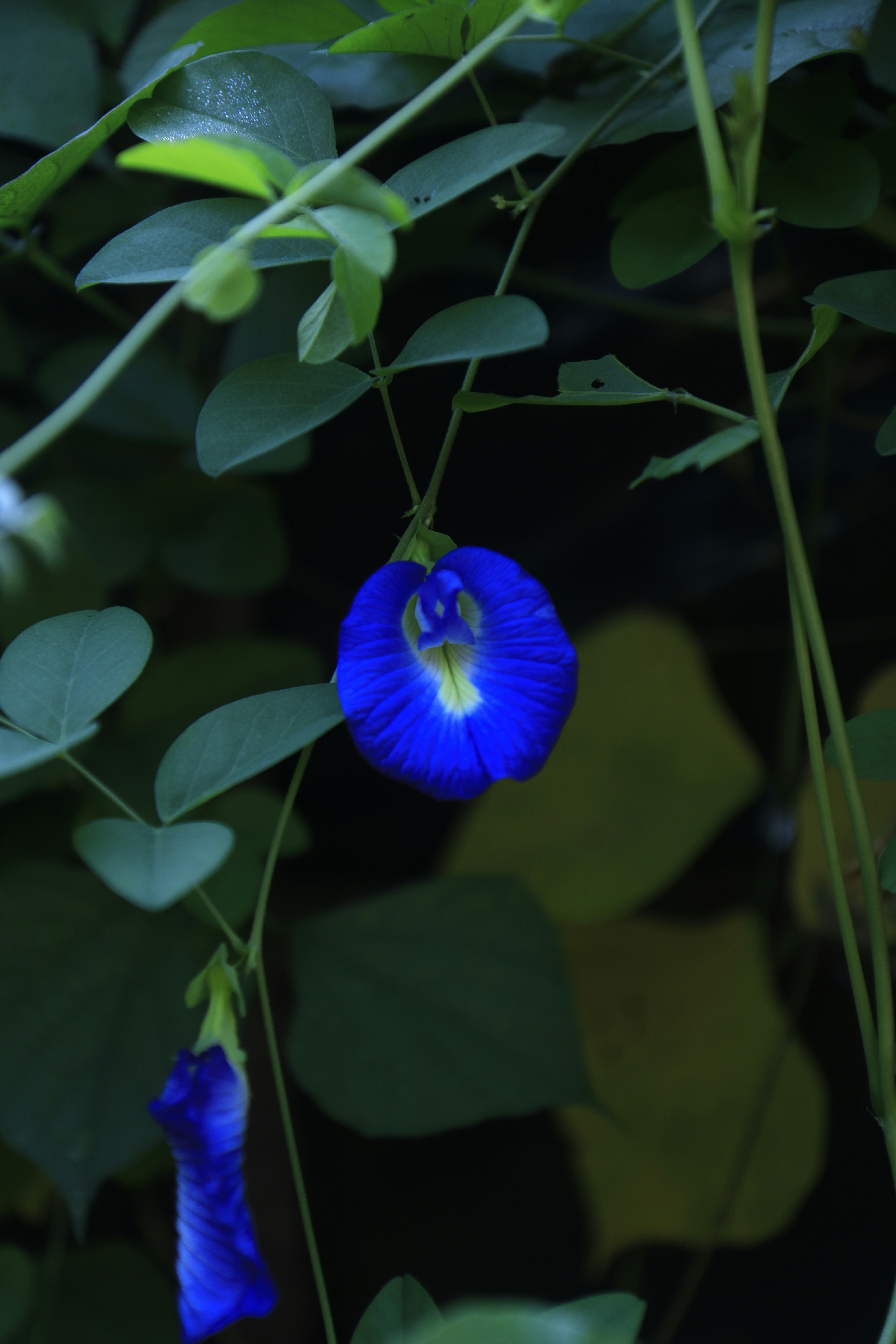 A close up of a blue flower on a plant