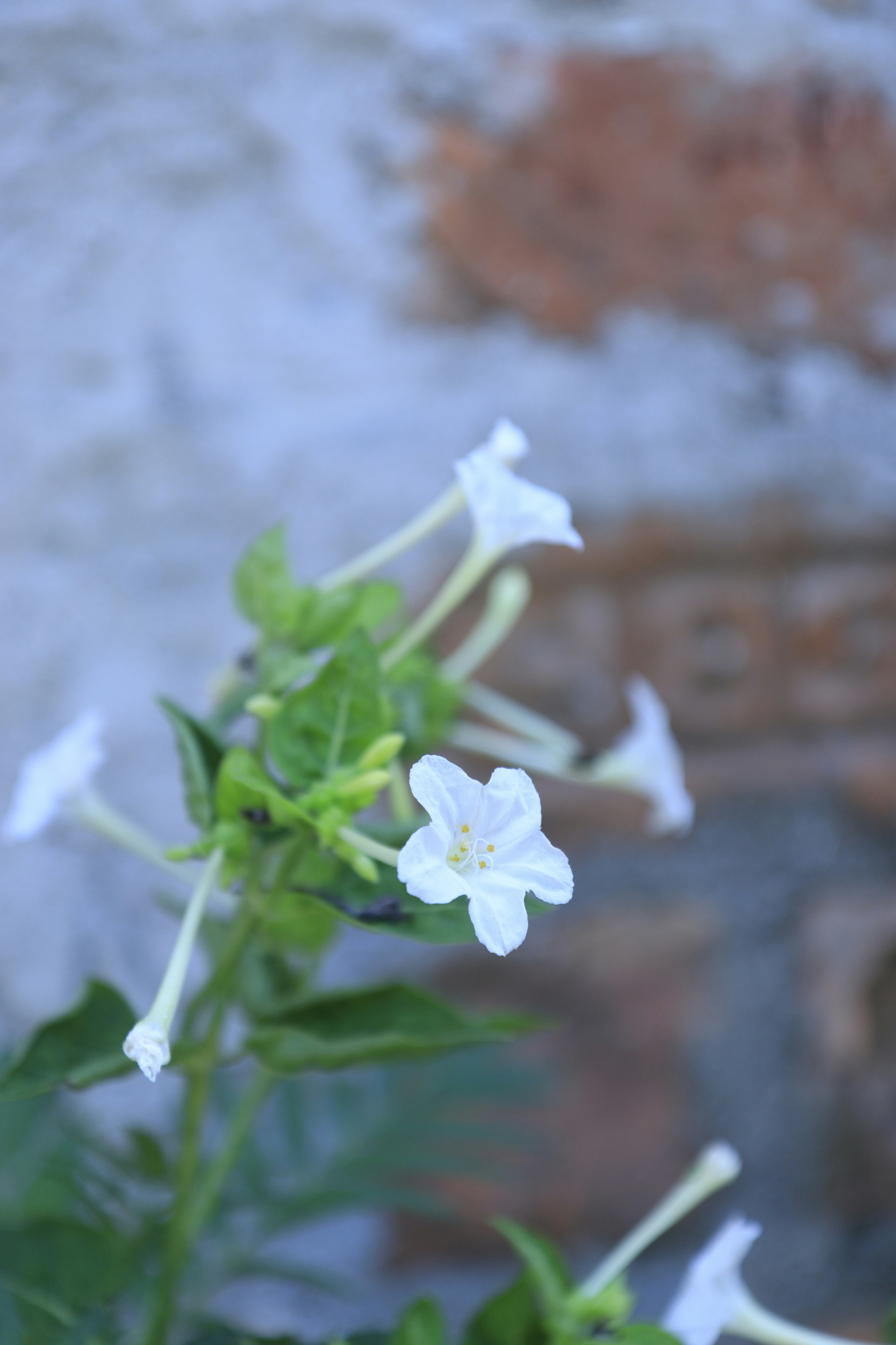 A close up of a white flower near a brick wall