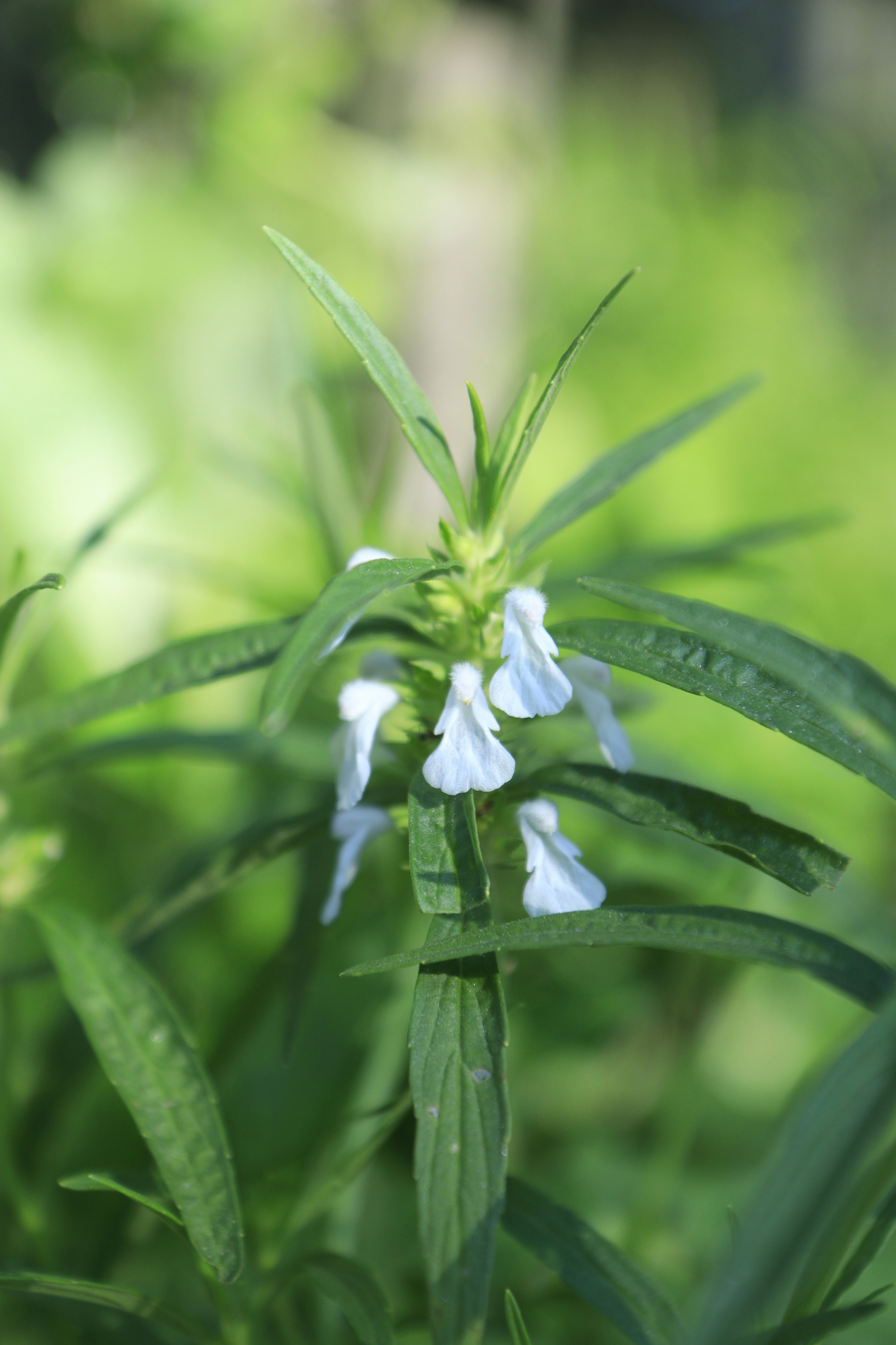 A close up of a white flower in a field