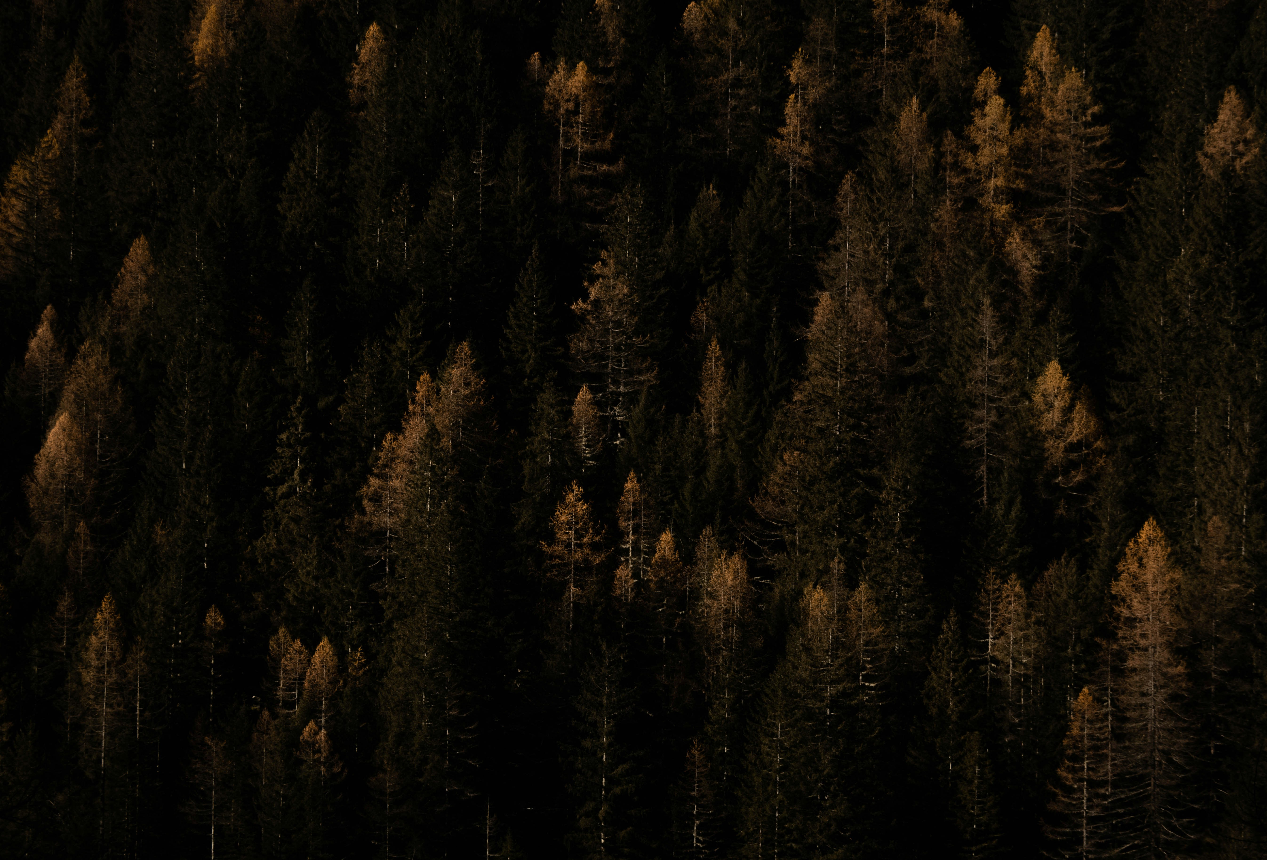 An aerial view of a forest with trees