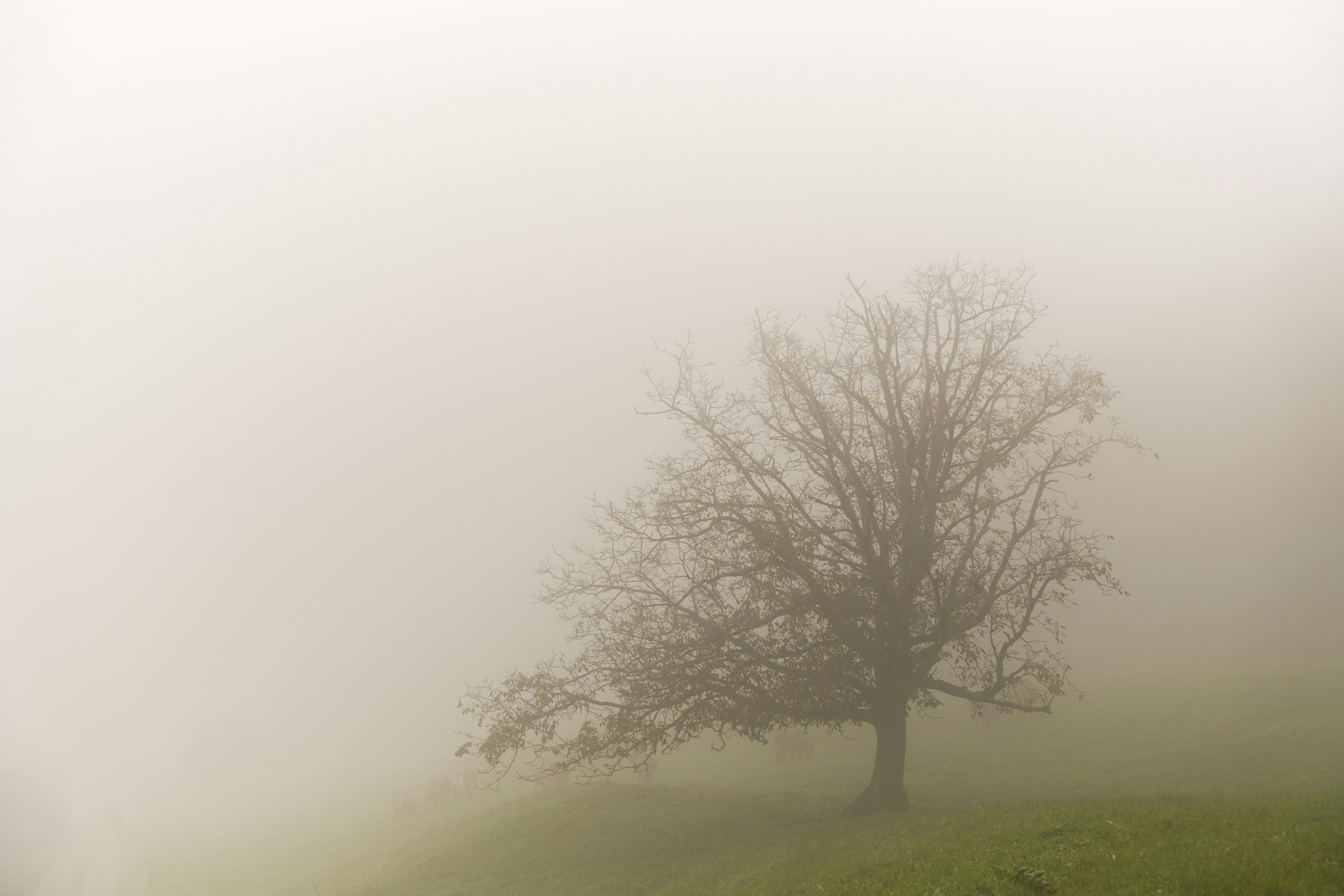 Photo by wolfgang_hasselmann