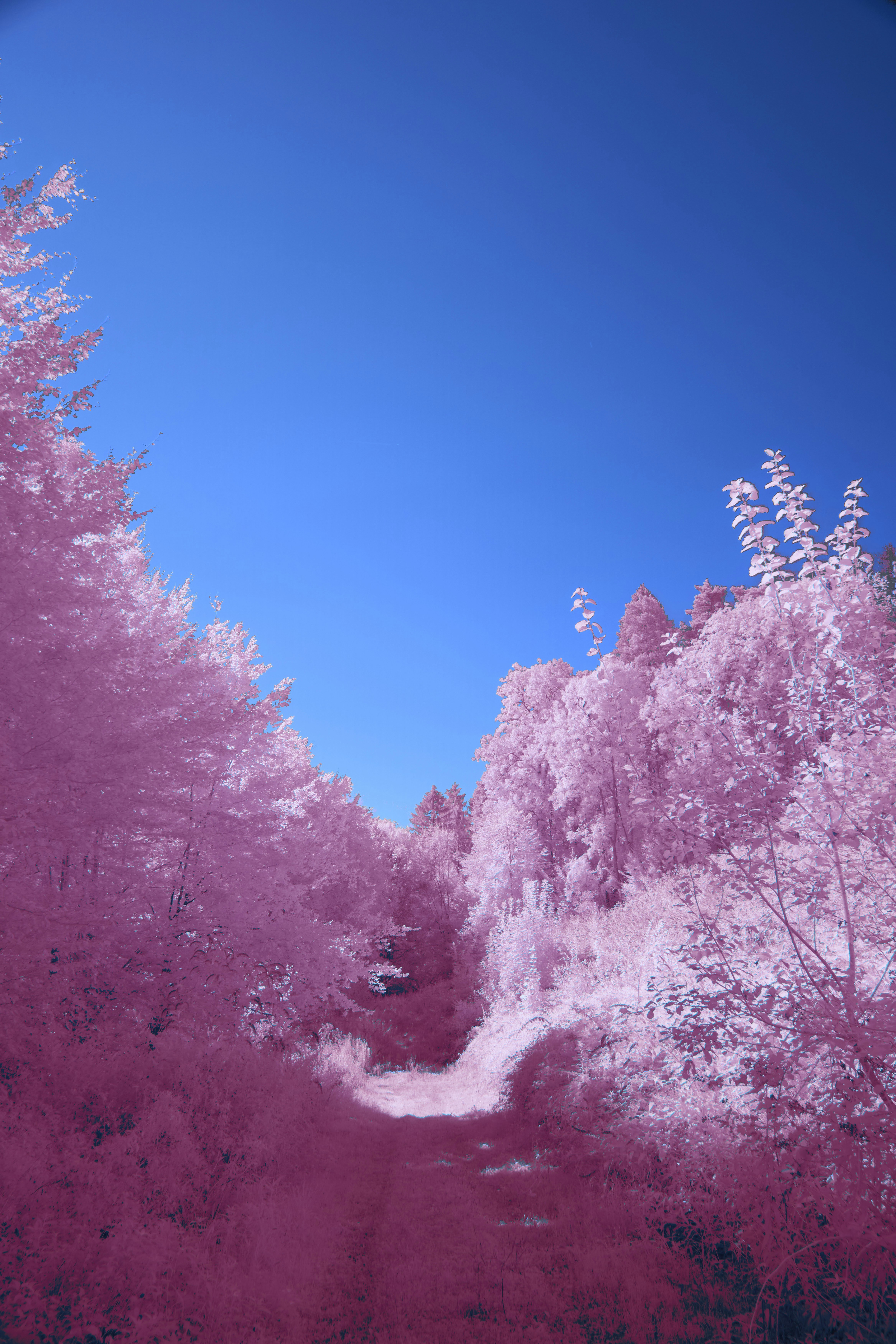 Photo by wolfgang_hasselmann