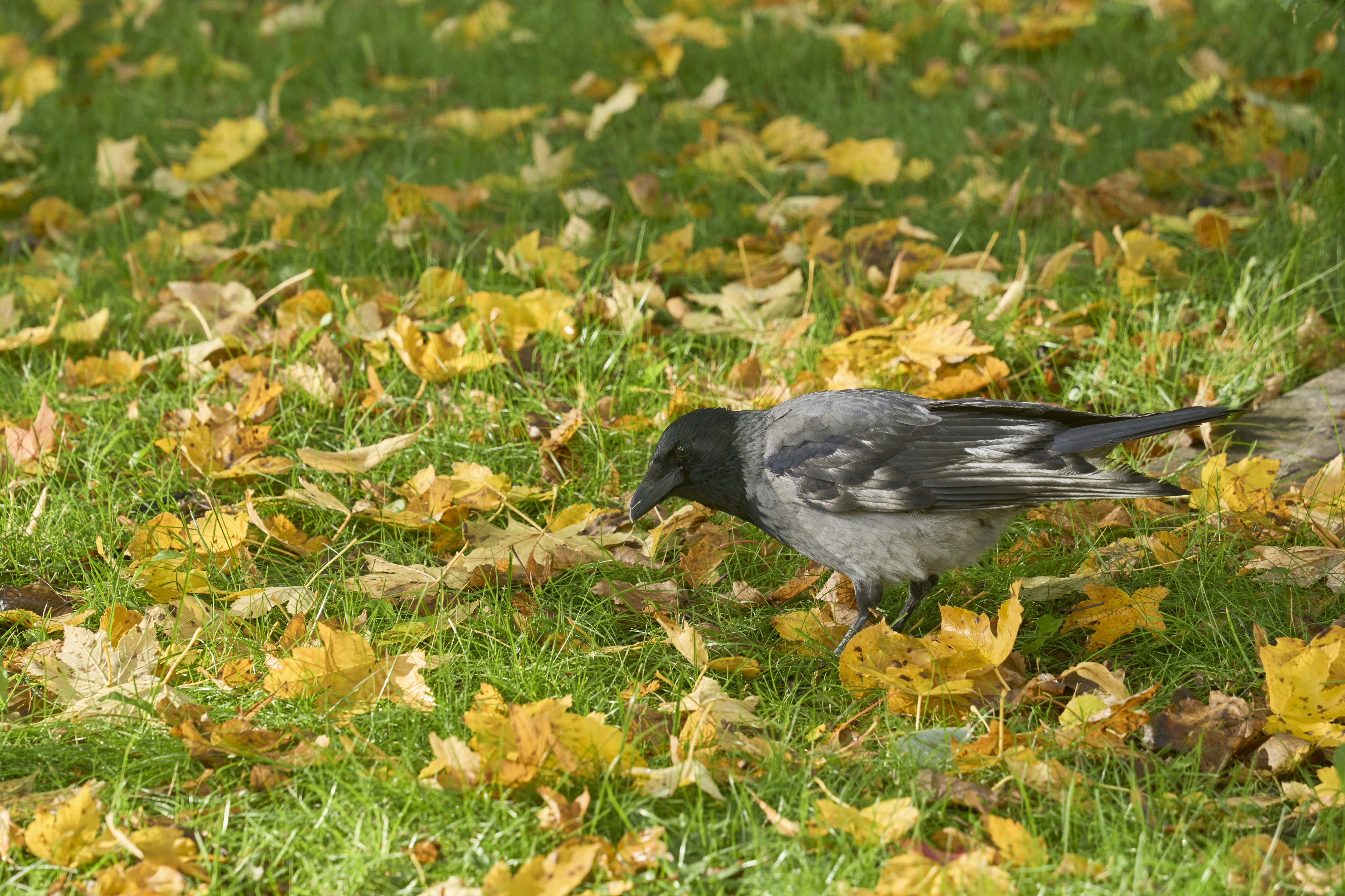 Photo by wolfgang_hasselmann