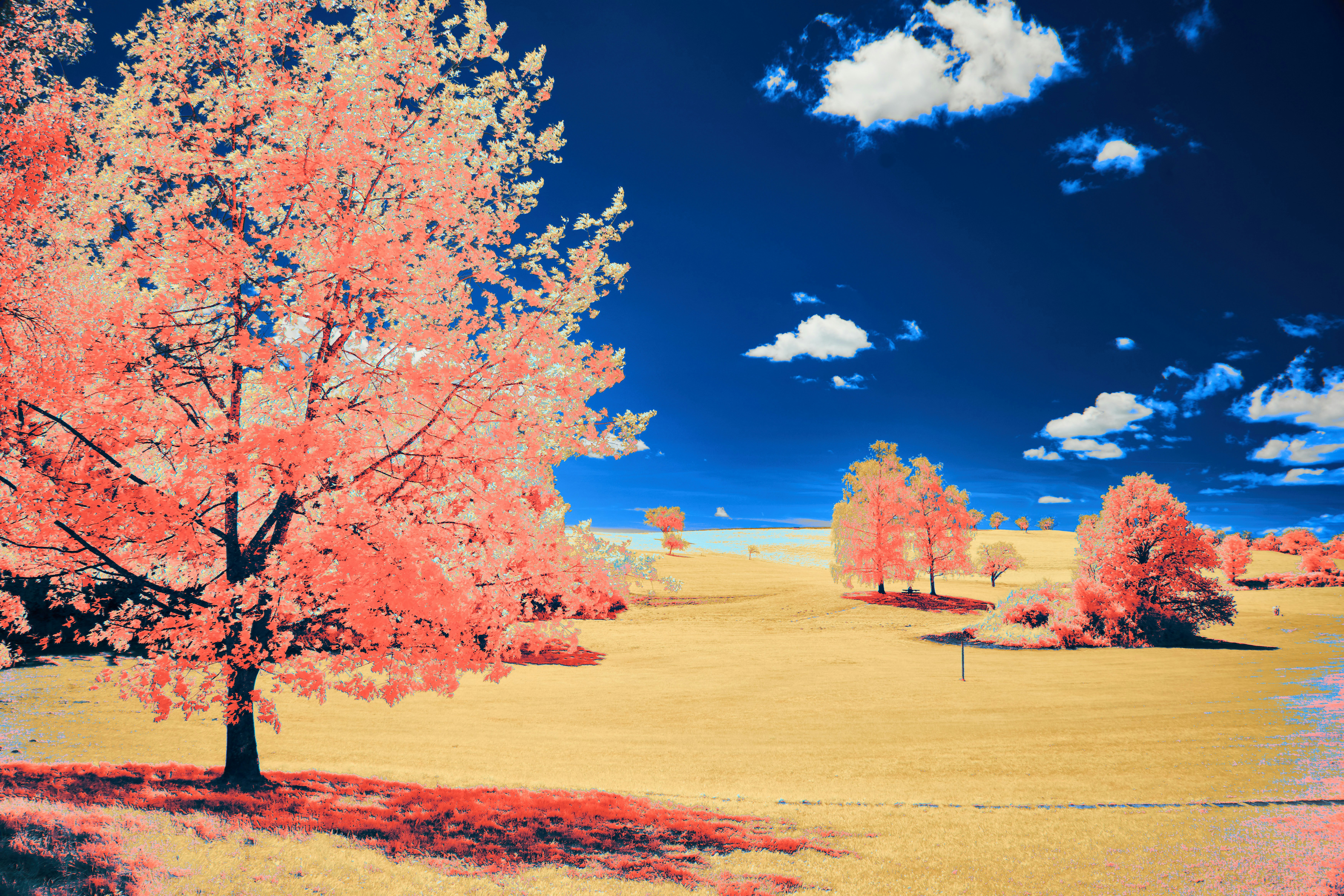 Photo by wolfgang_hasselmann