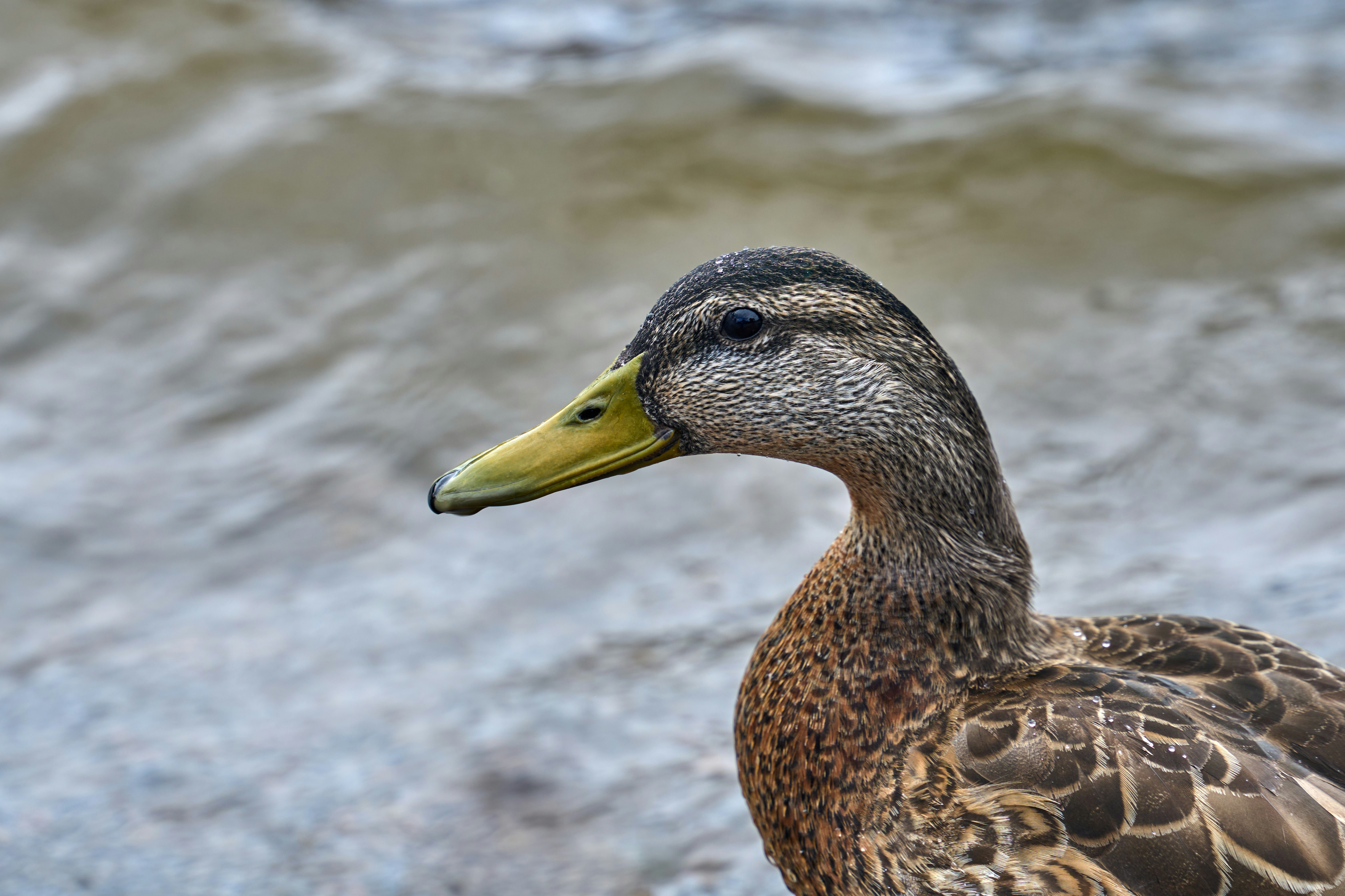 Photo by wolfgang_hasselmann