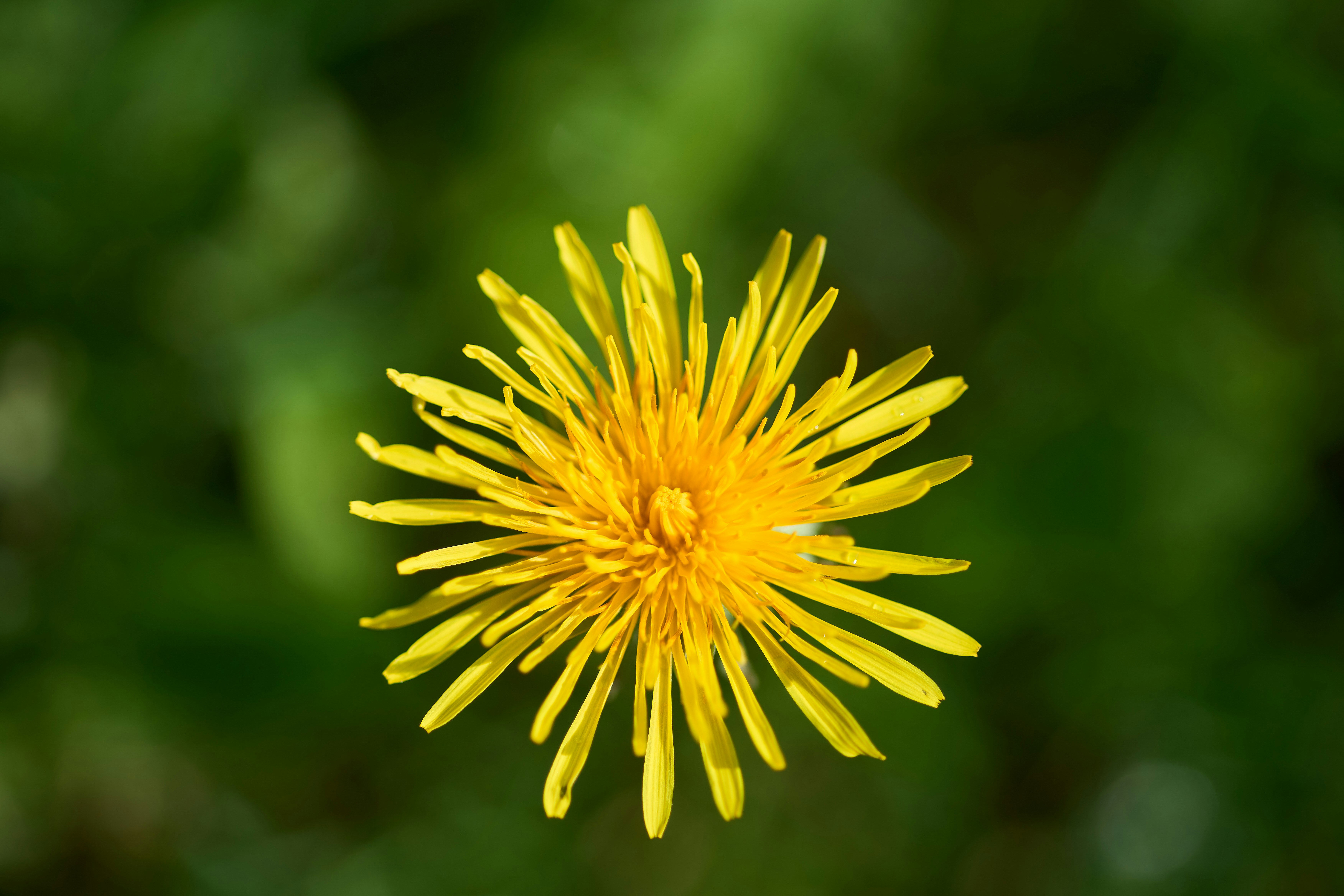 Photo by wolfgang_hasselmann