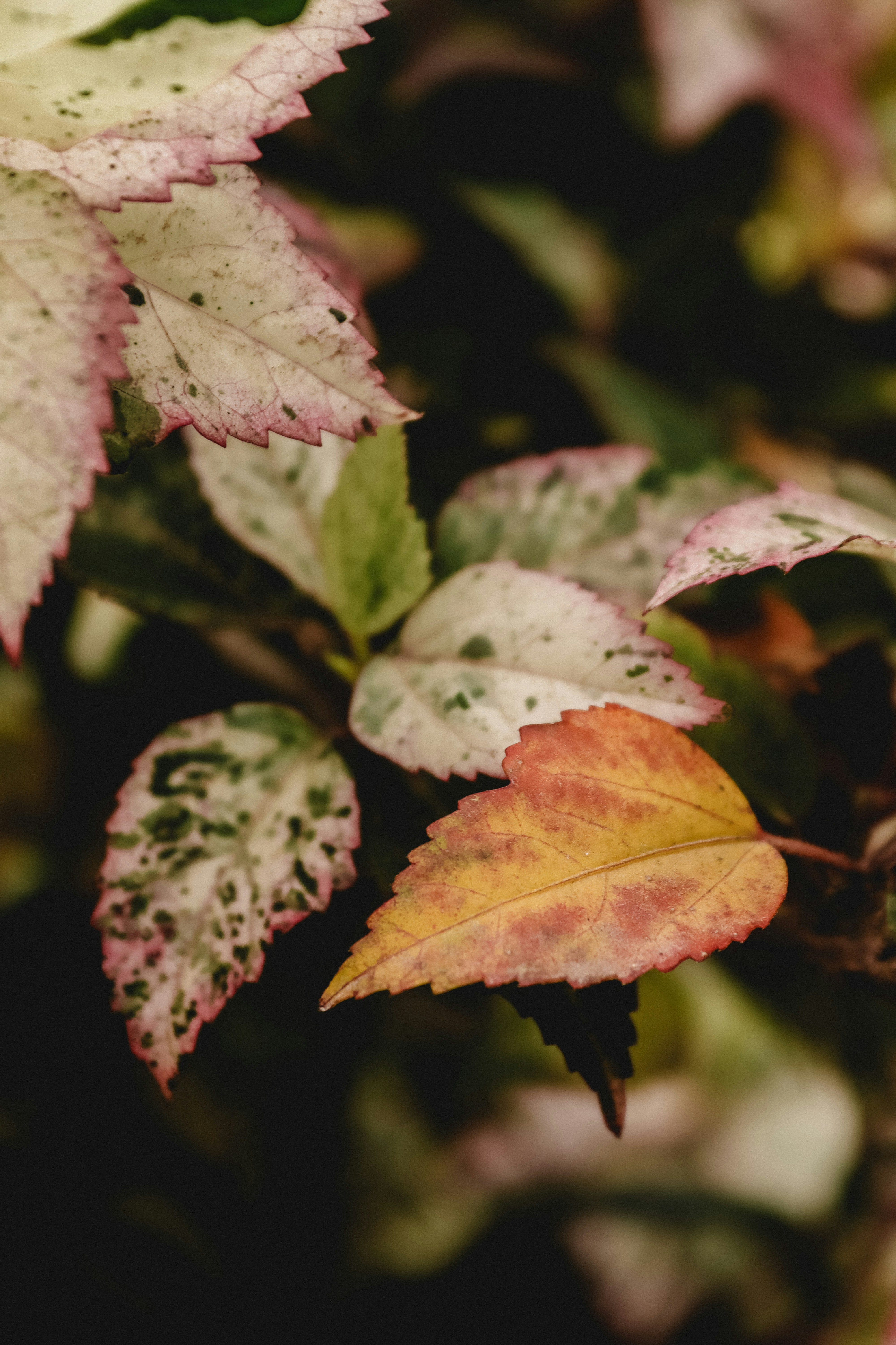 Photo by drphotographer152