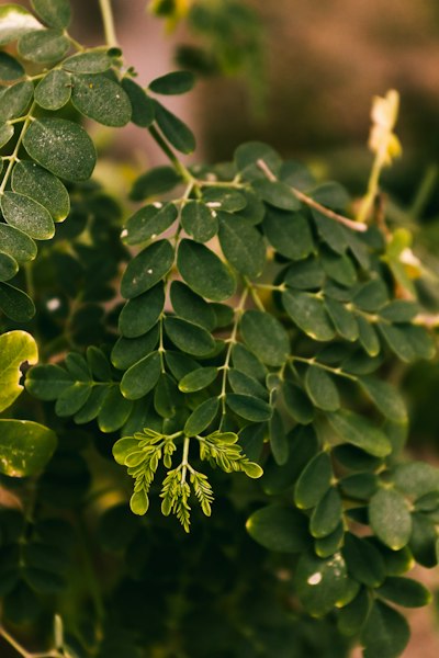 Moringa tree on the family farm in Giridih
