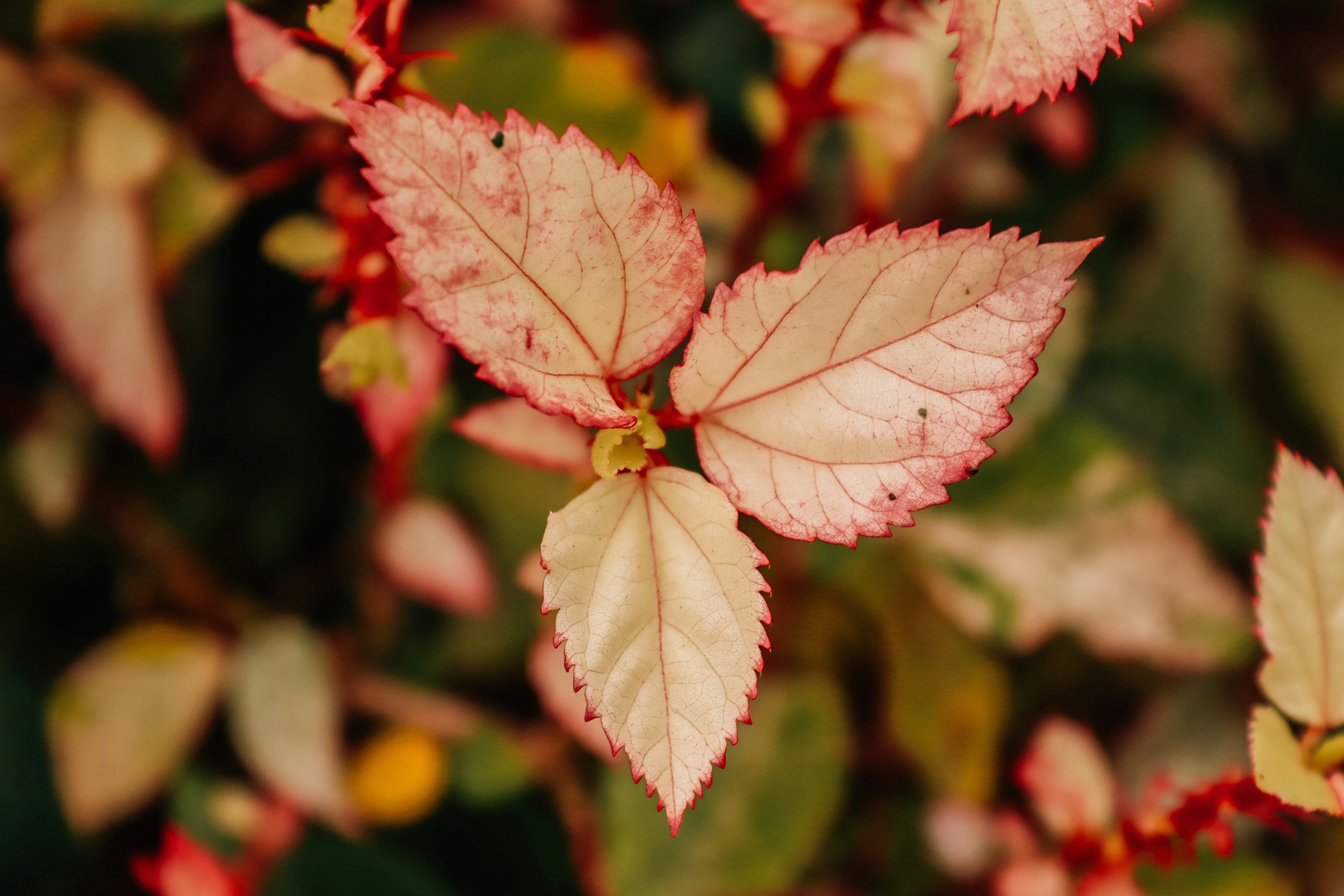 Photo by drphotographer152