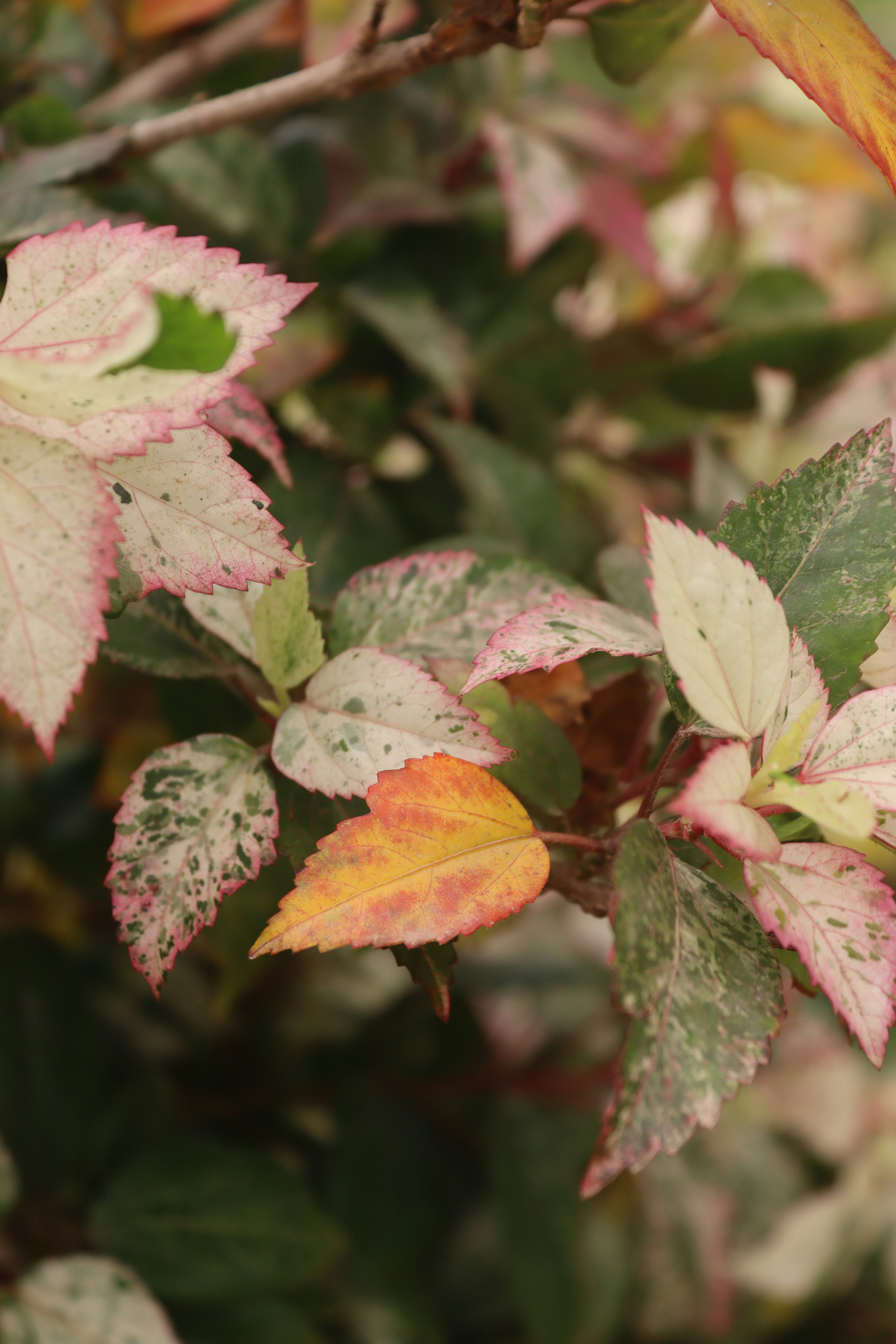 Photo by drphotographer152