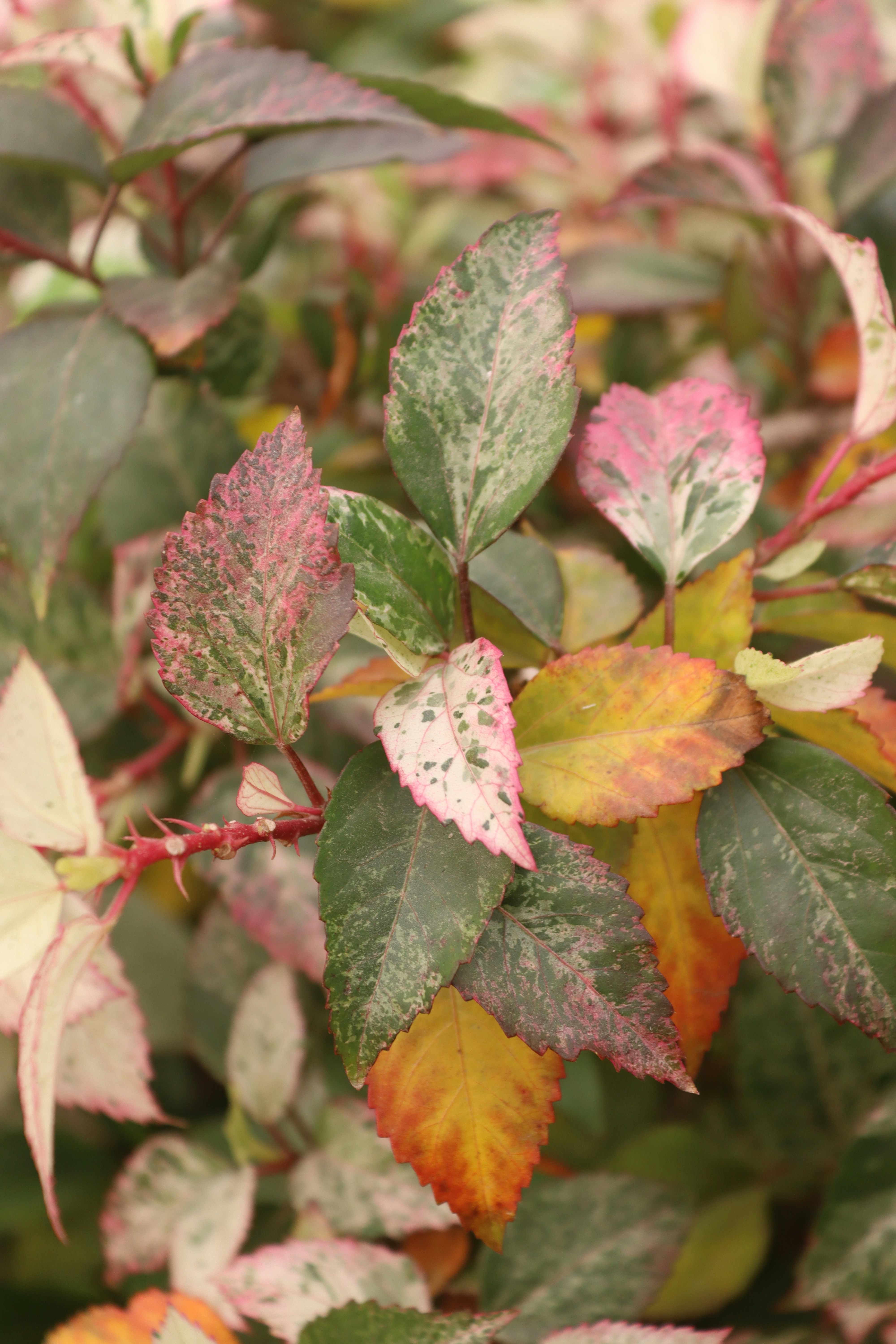 Photo by drphotographer152