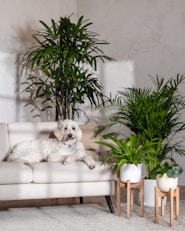 A dog sitting on a couch in a living room
