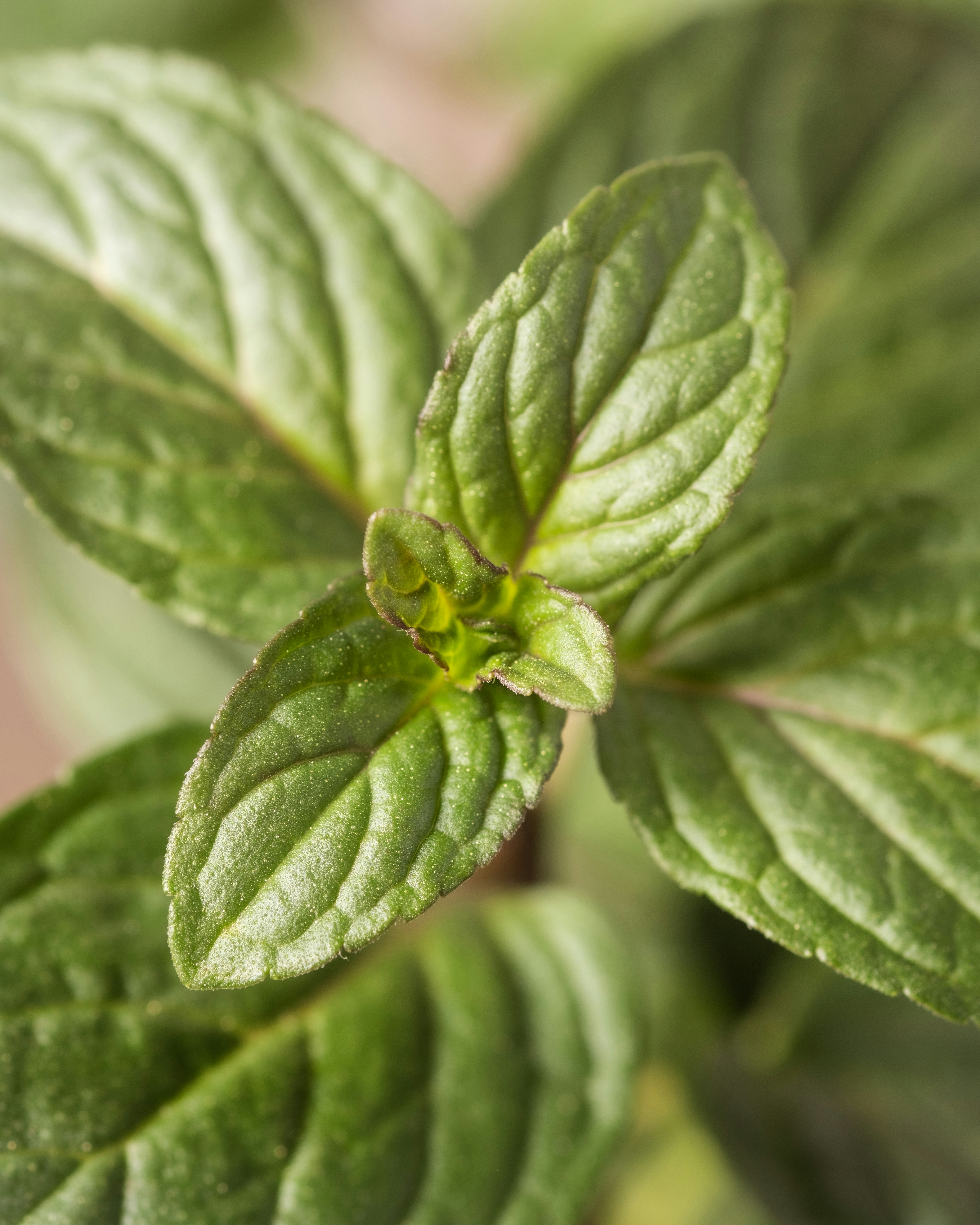 Photo by feeypflanzen