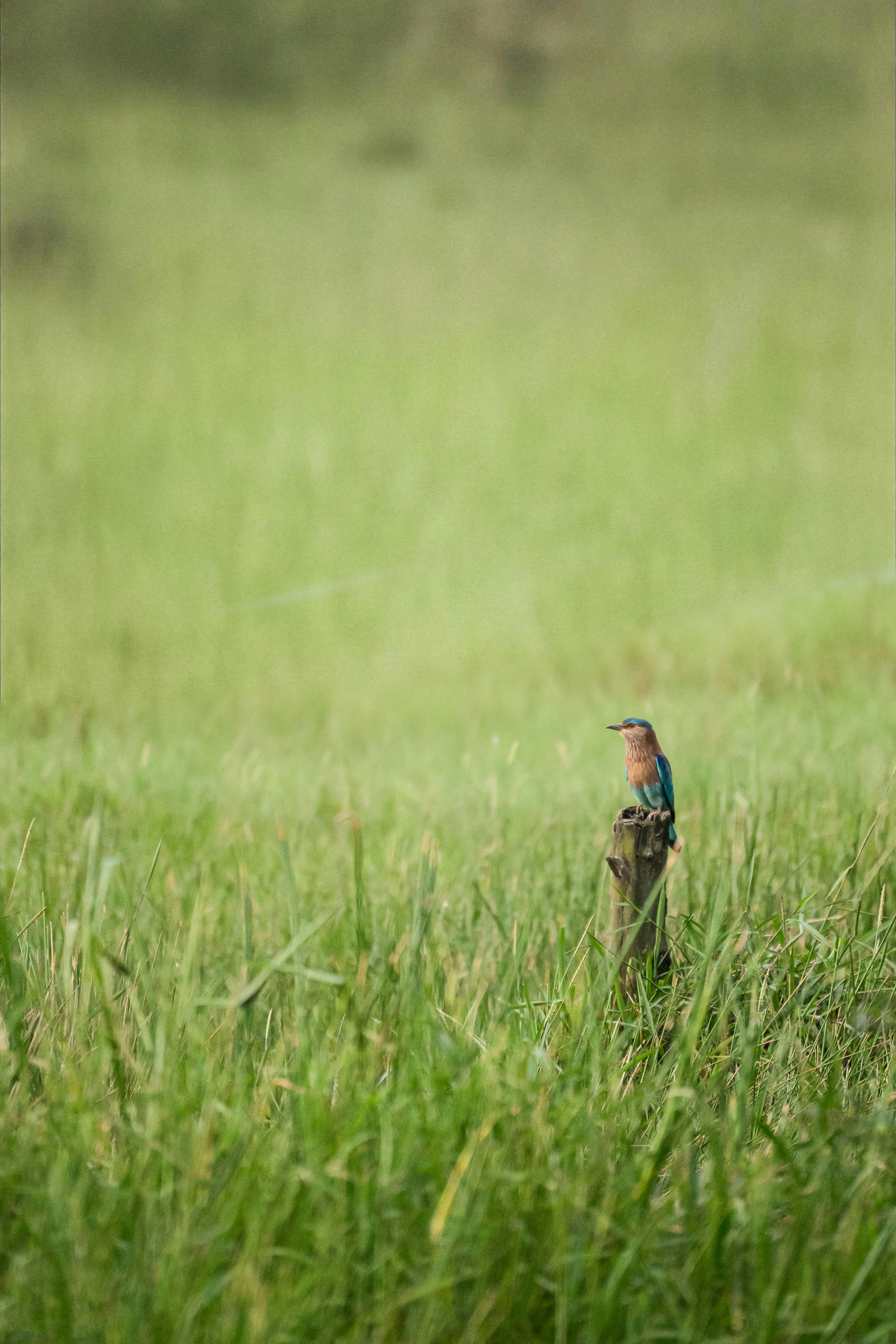 Um pássaro sentado em um poste em um campo