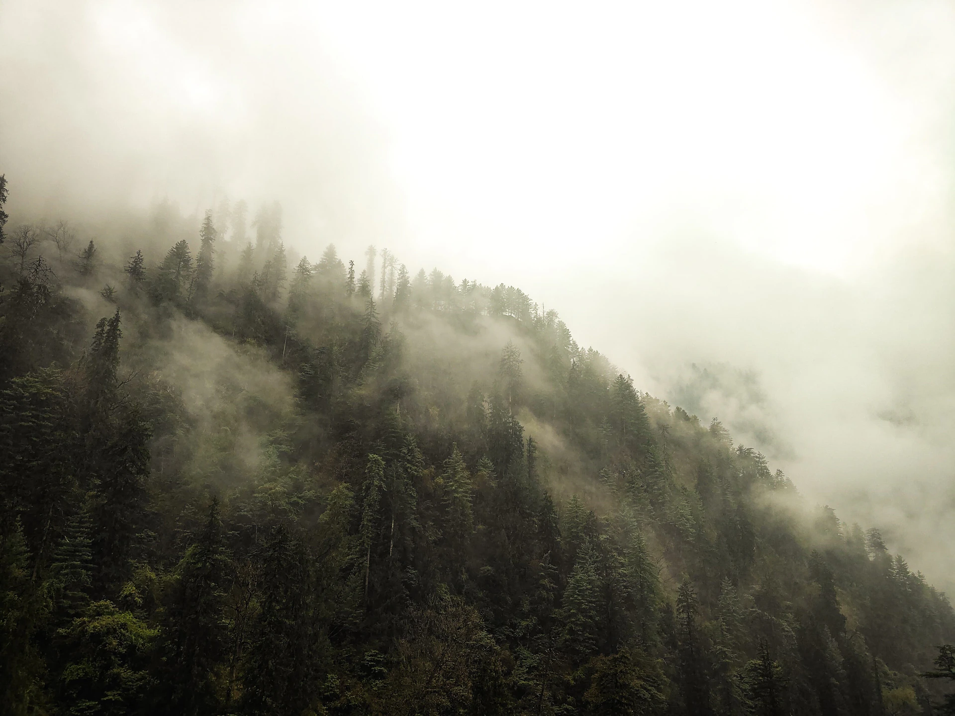 A mountain covered in fog with trees on the side