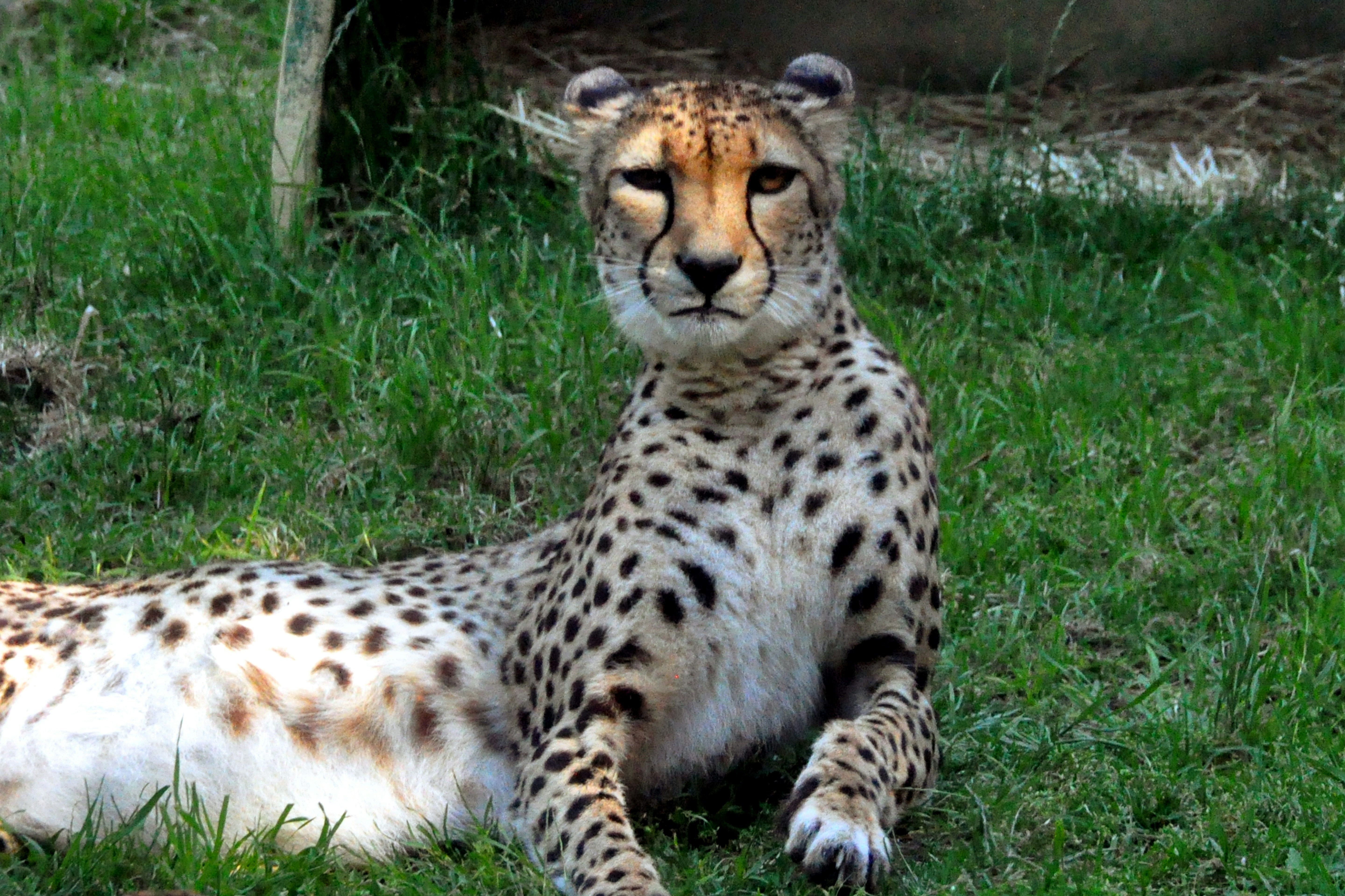 Photo by the_bhullar