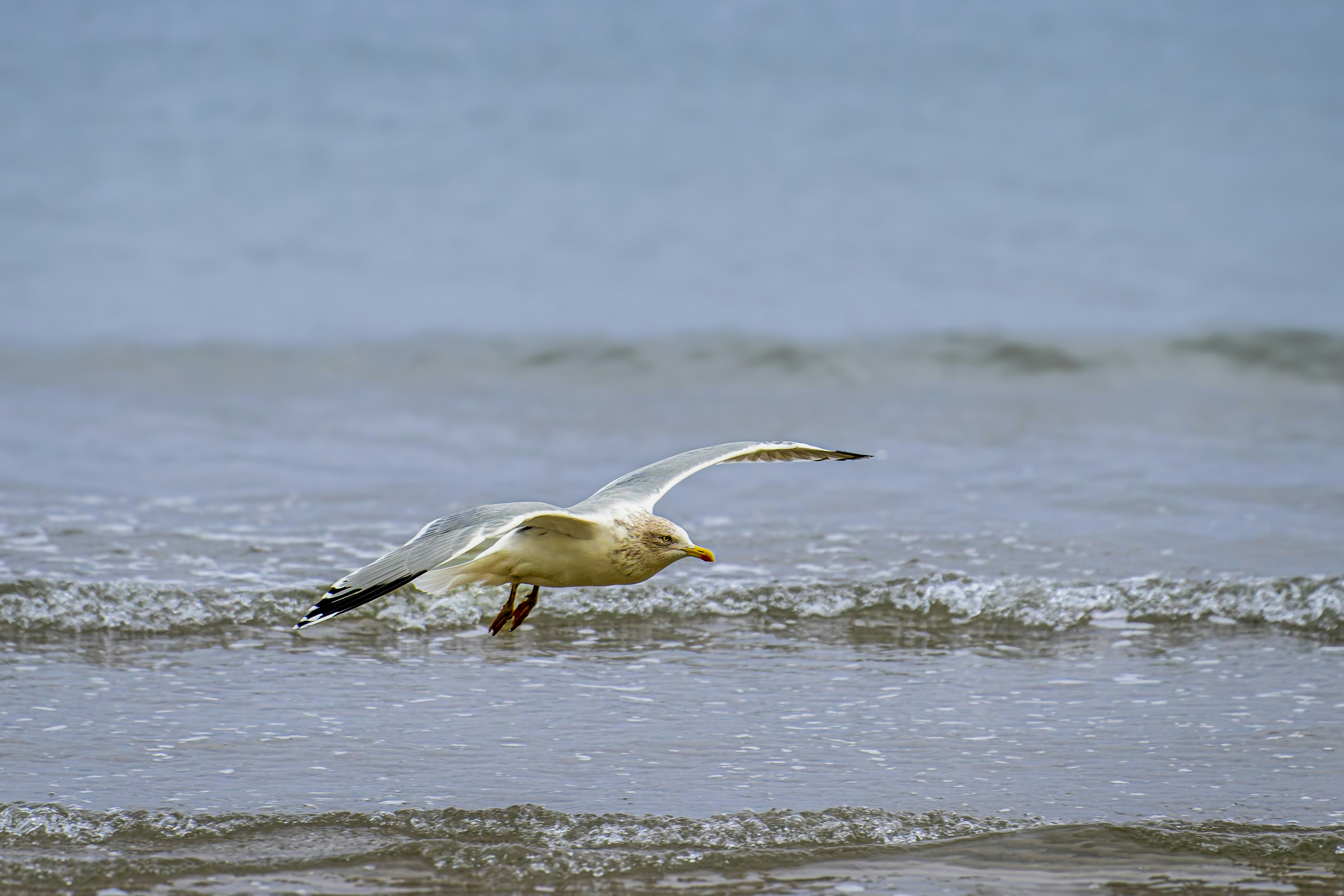 Photo by siegfriedpoepperl