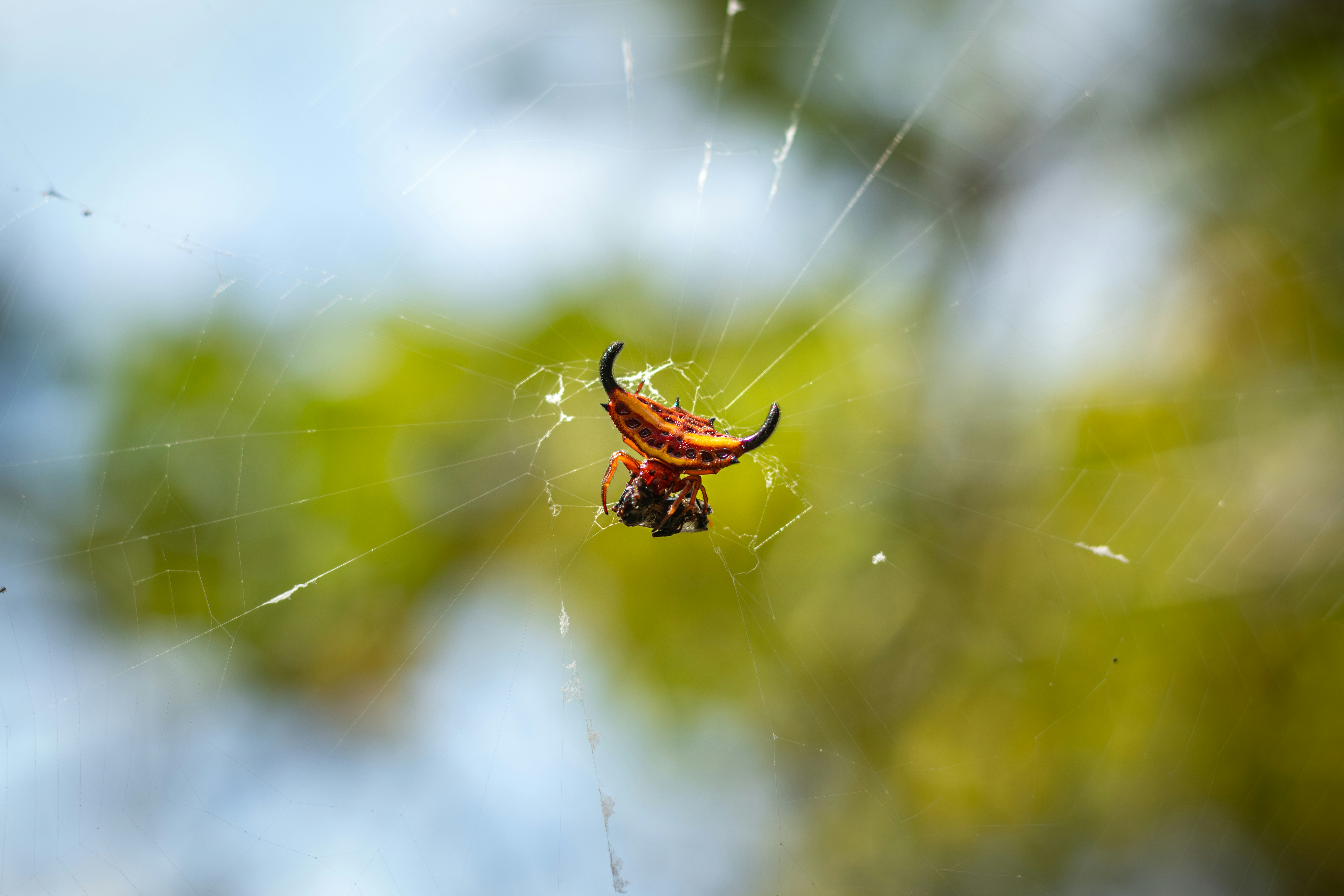 A close up of a spider on its web