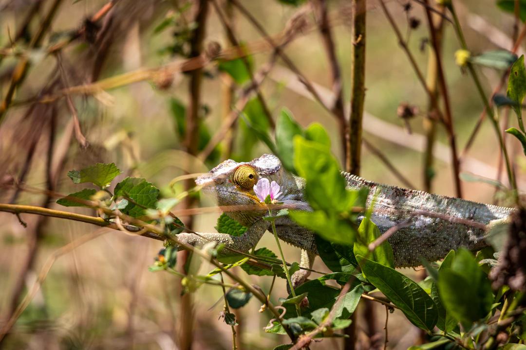 3-Day Madagascar Luxury Itinerary: Tana & Nosy Be