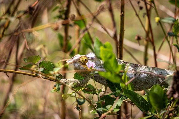 A chameleon in the branches — Nosy Be, Madagascar