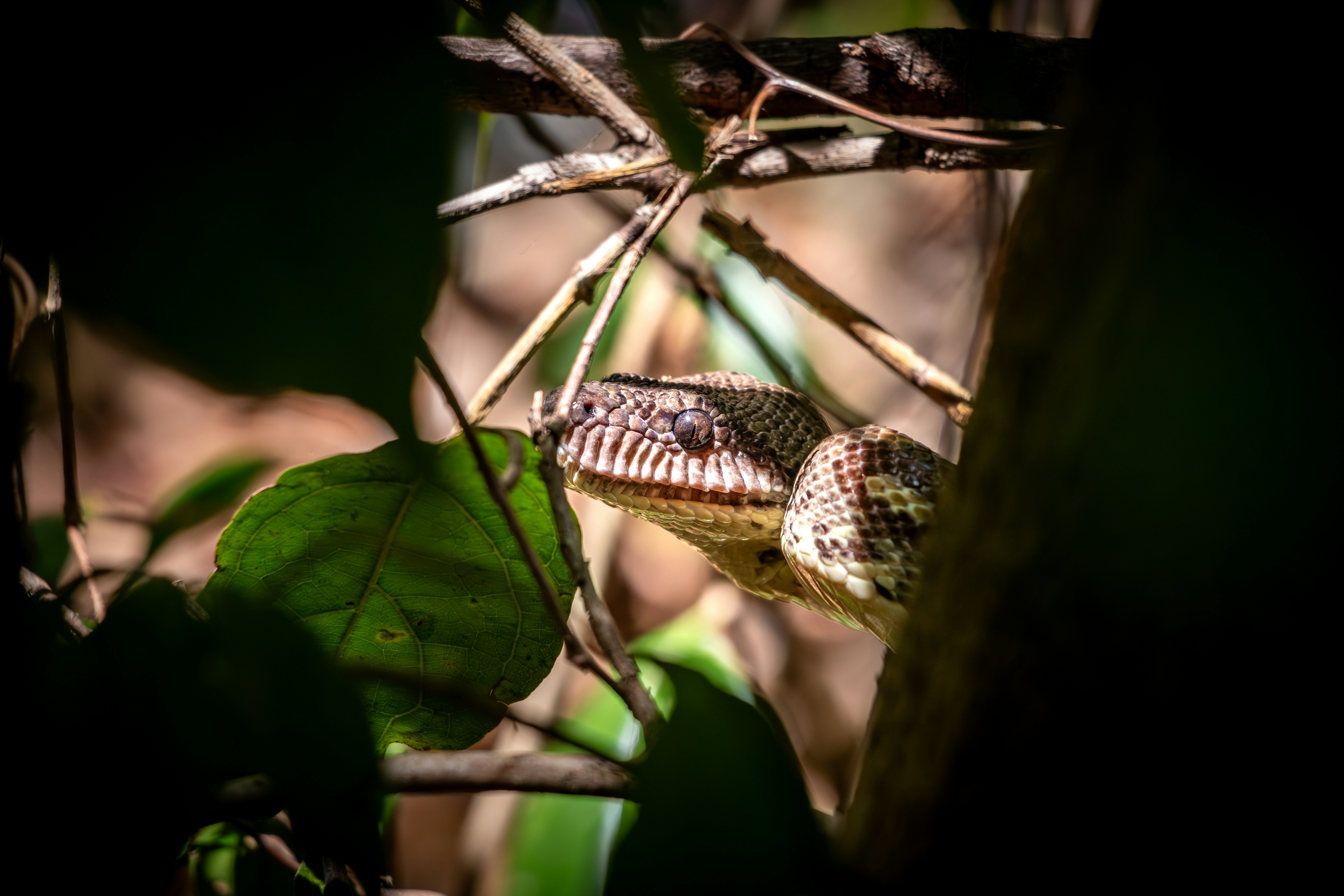 A snake sitting on top of a tree branch