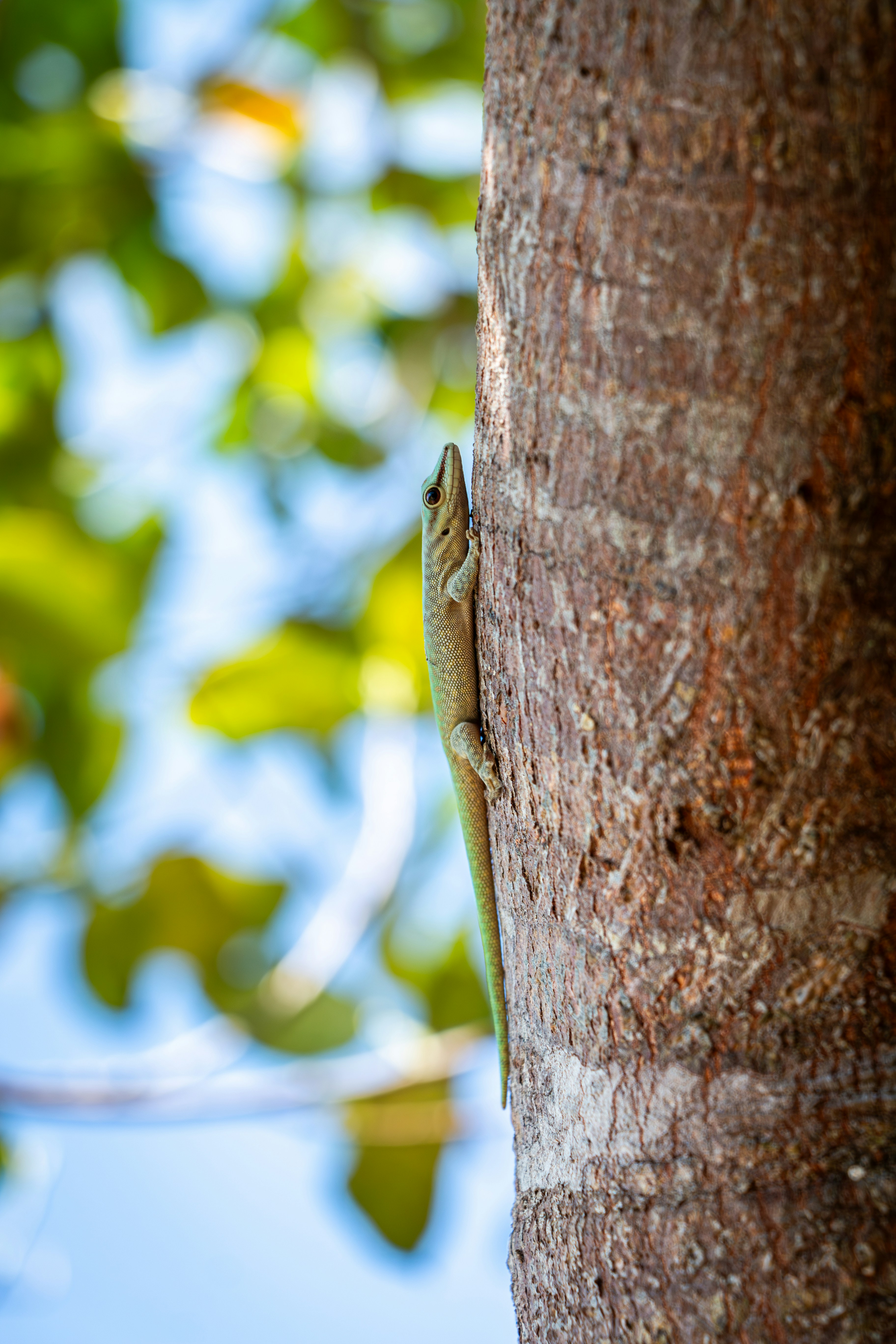 A lizard is sitting on the trunk of a tree