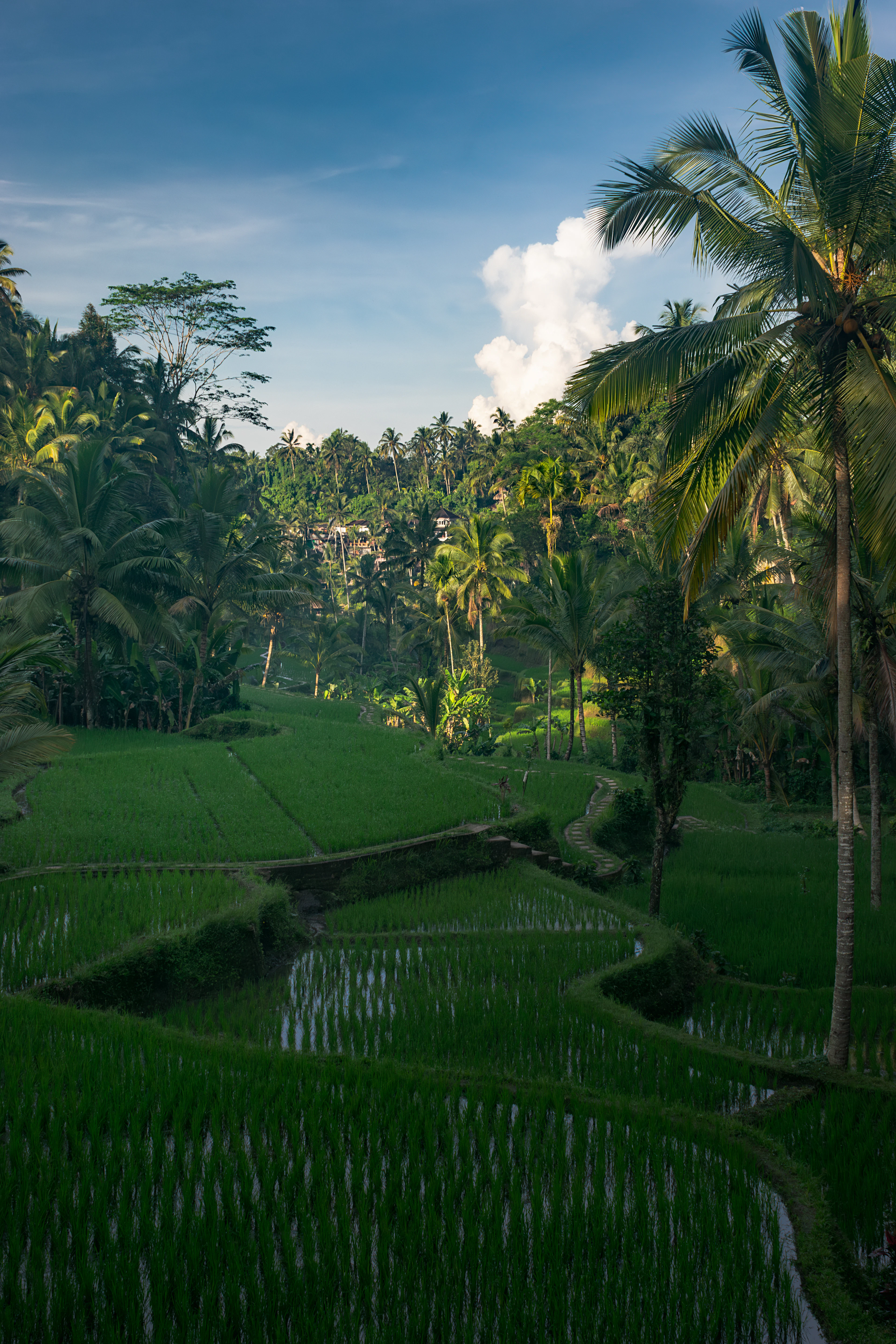 Lush green Tegallalang rice terraces and palms at sunrise in Bali