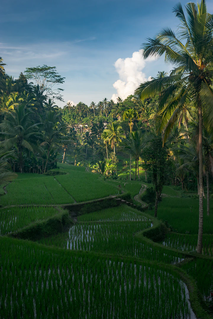 Green rice terraces surrounded by tropical plants in Bali