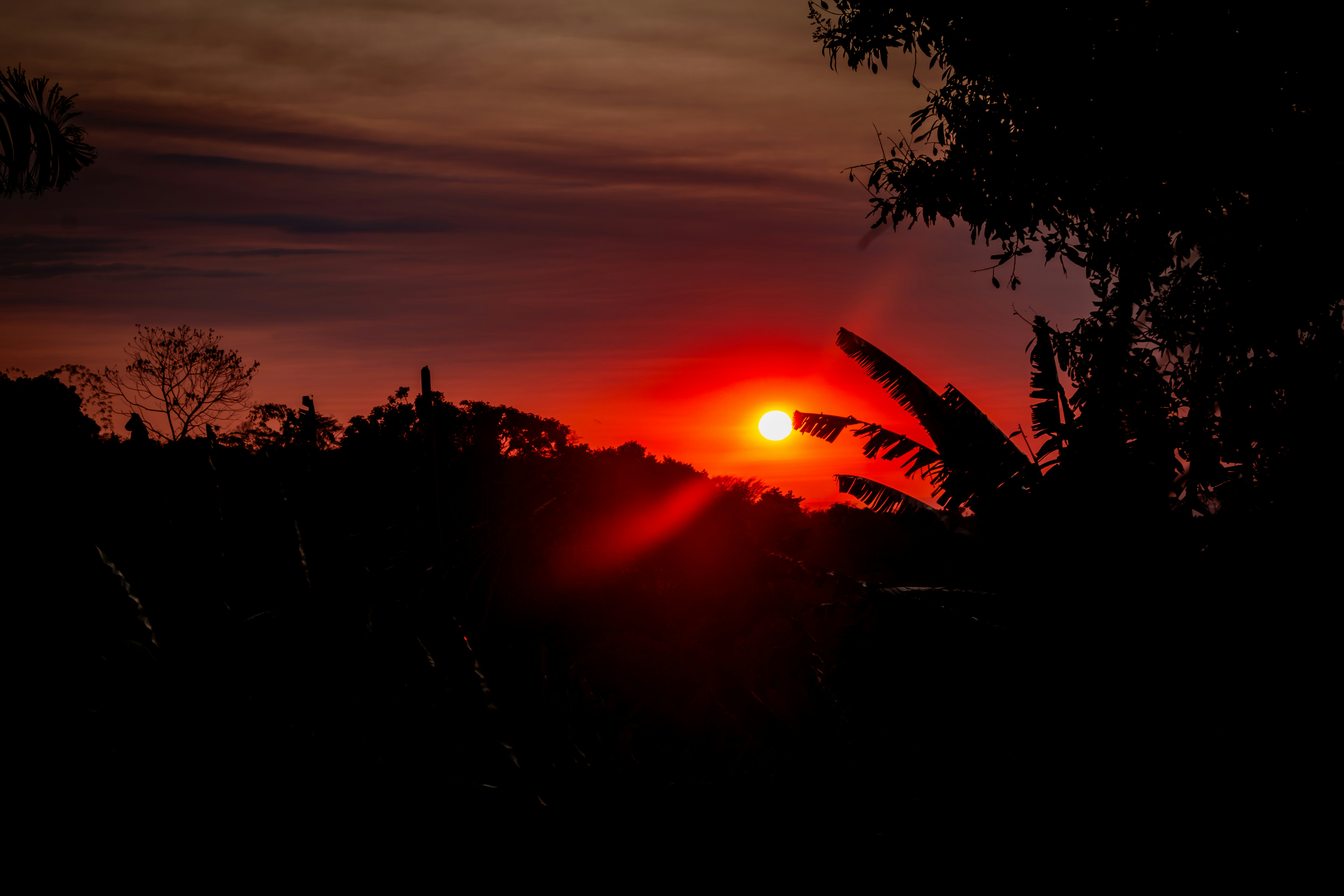 The sun is setting in the sky over the trees