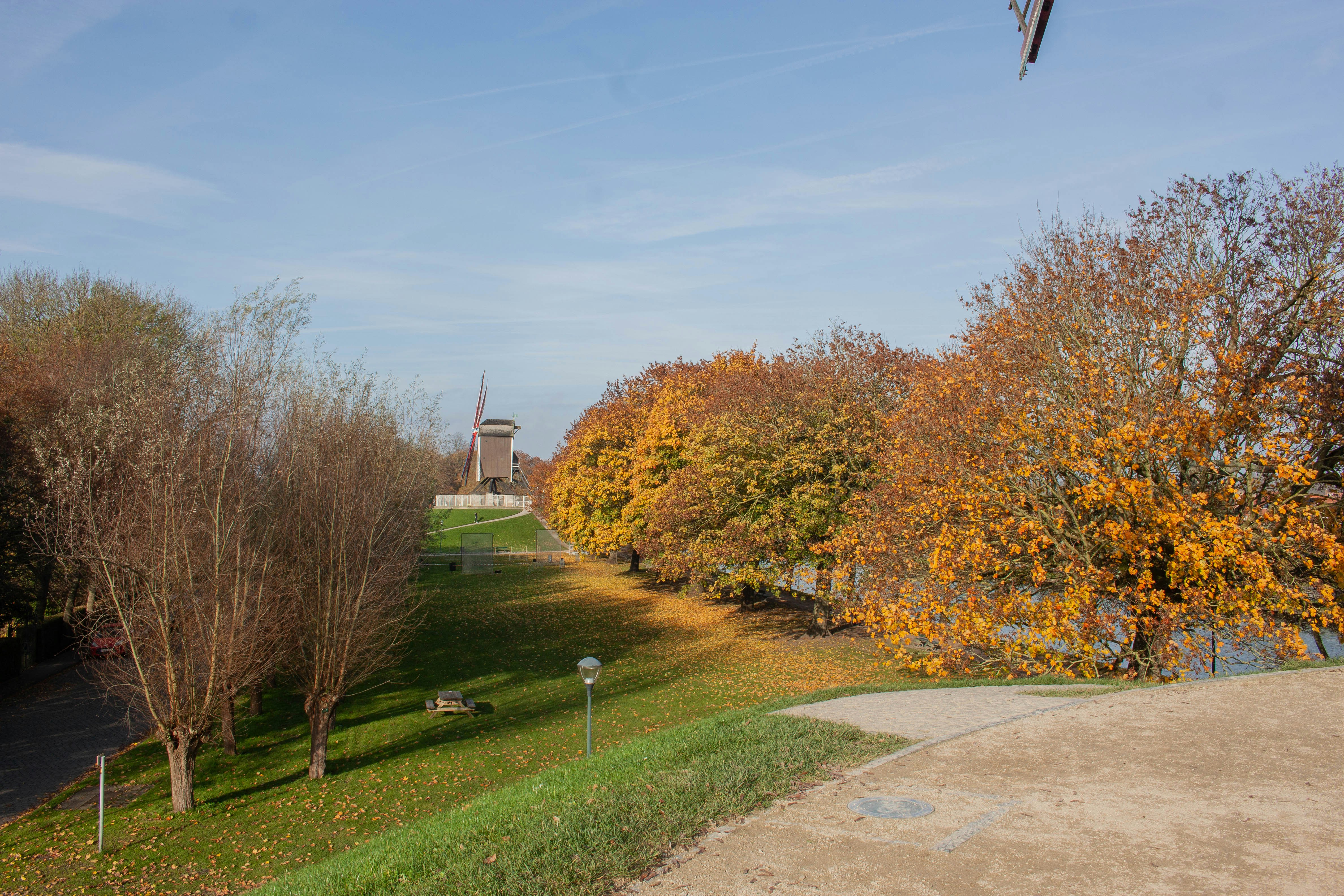 A bird flying in the sky over a park