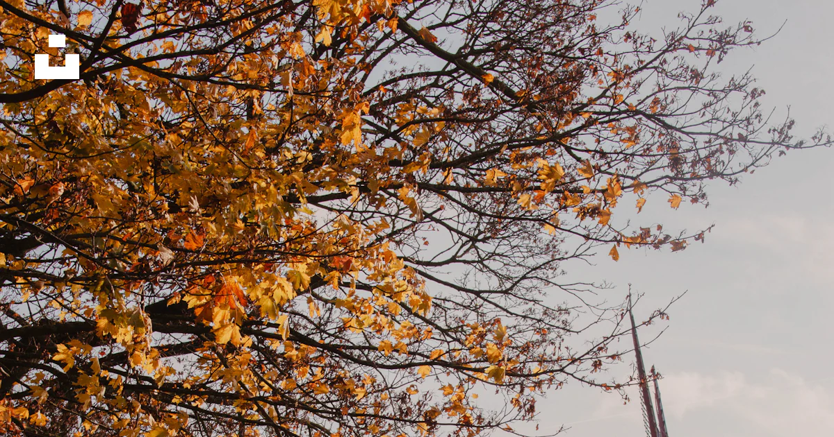 A windmill on a hill in the fall photo – Free Autumn Image on Unsplash