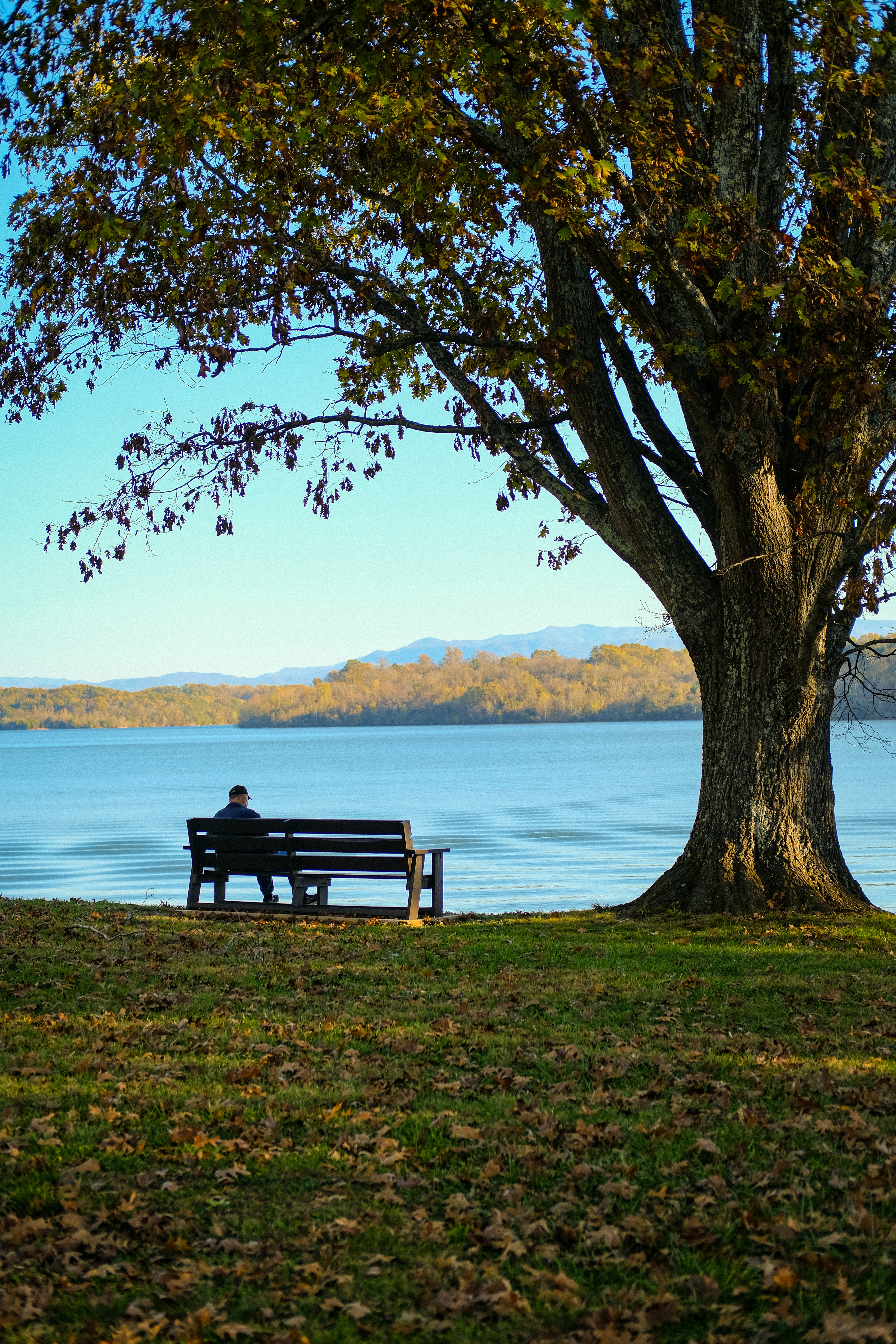 A person sitting on a bench under a tree