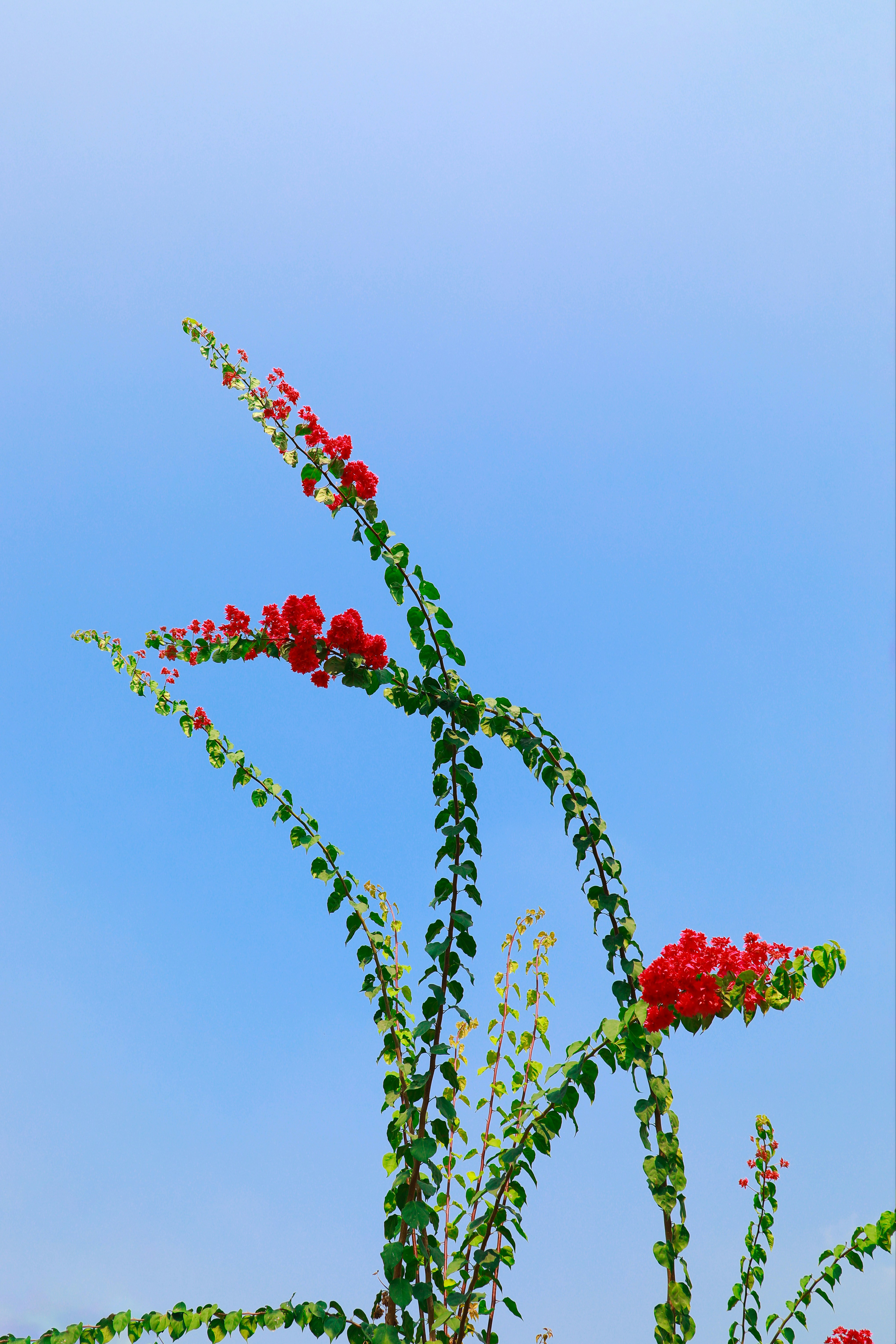 A plant with red flowers and green leaves