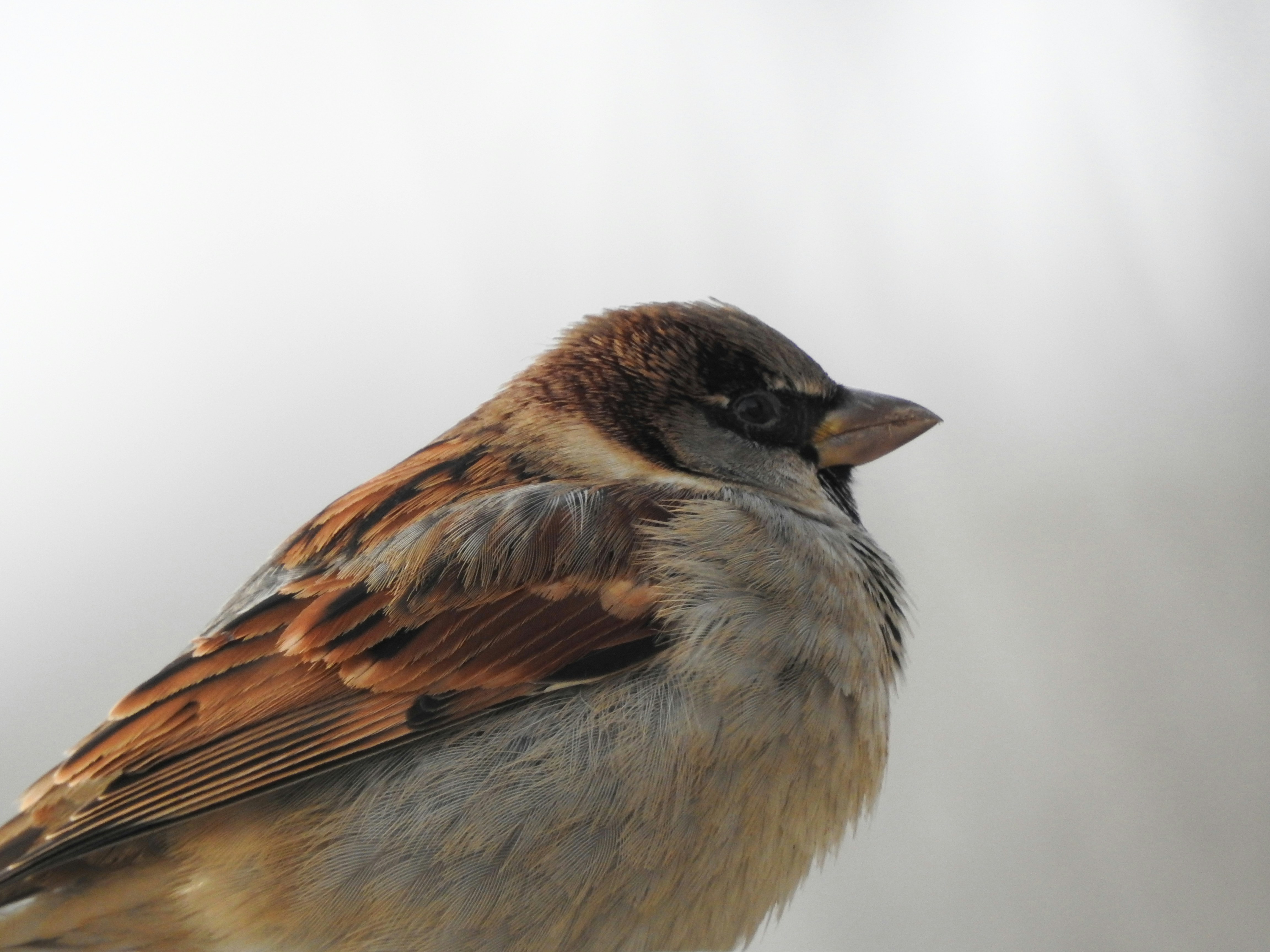 Photo by rafayelyeranosyan