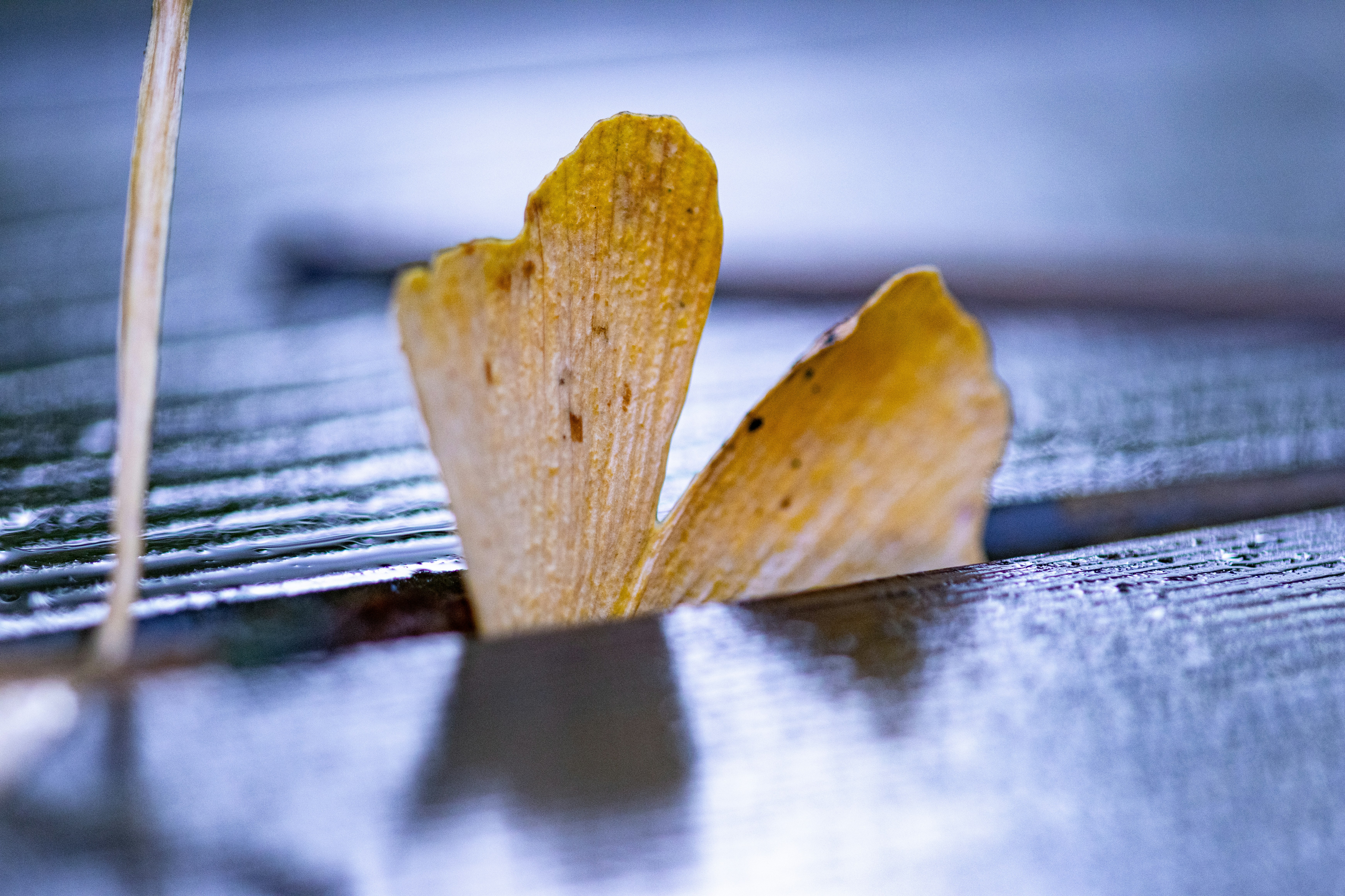 Nahaufnahme eines gelben Blattes auf einer Metalloberfläche