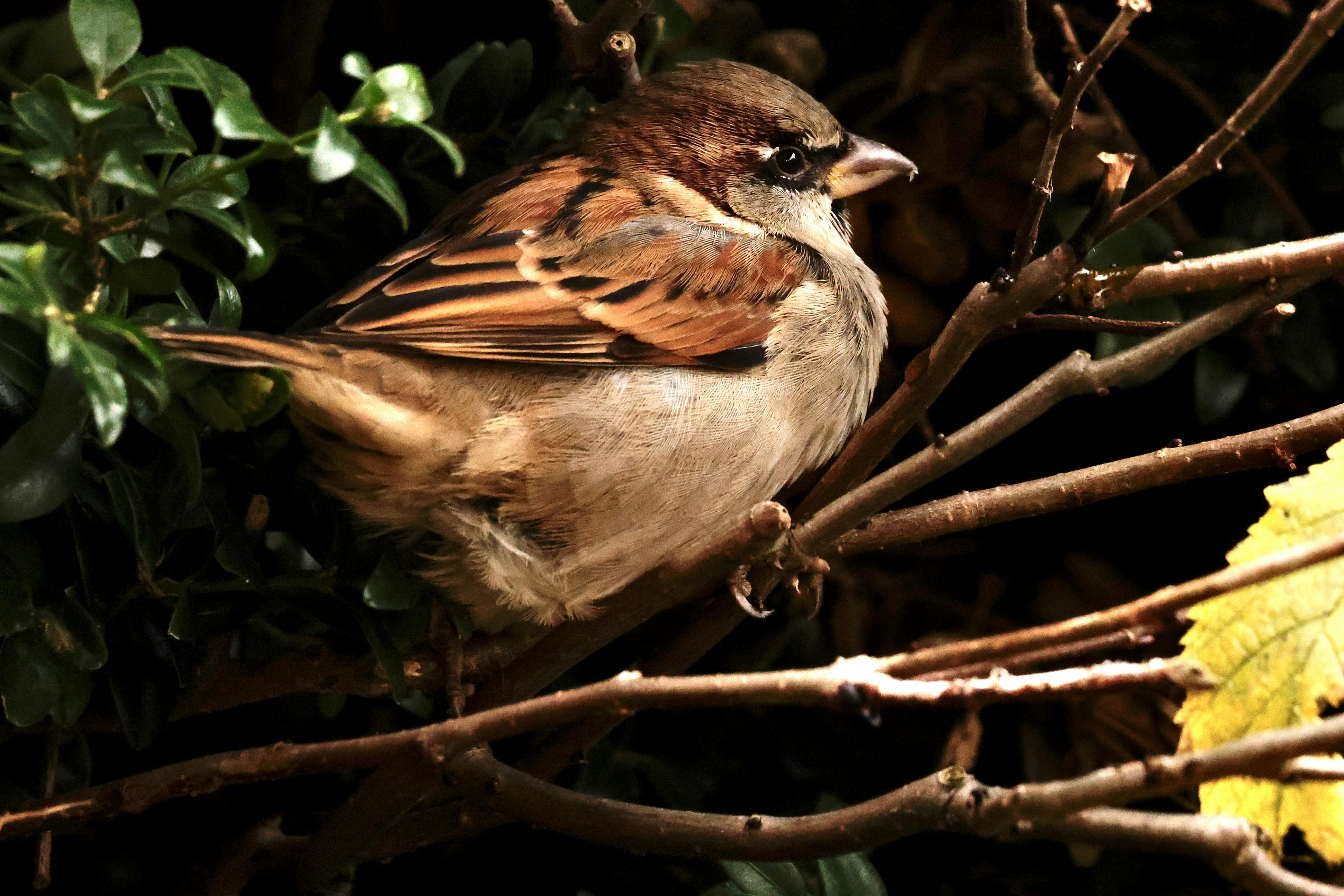 A bird is sitting on a tree branch