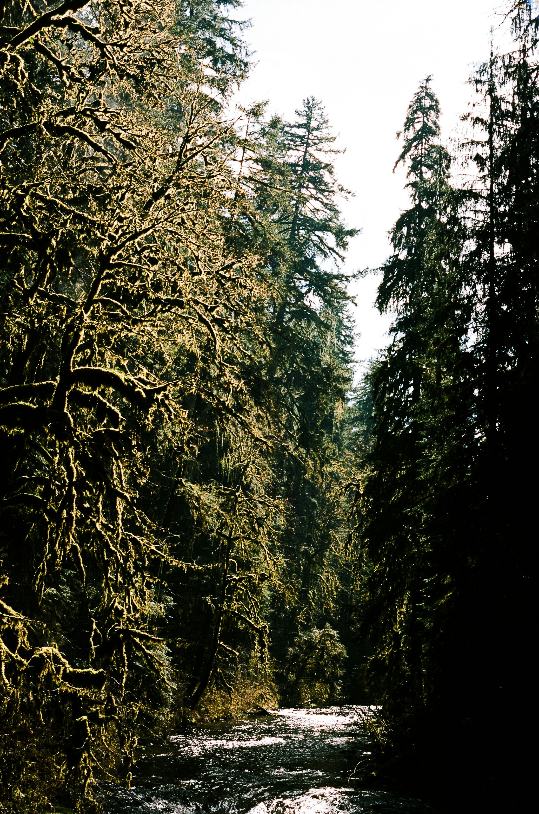 A river running through a forest filled with trees photo – Free Silver ...