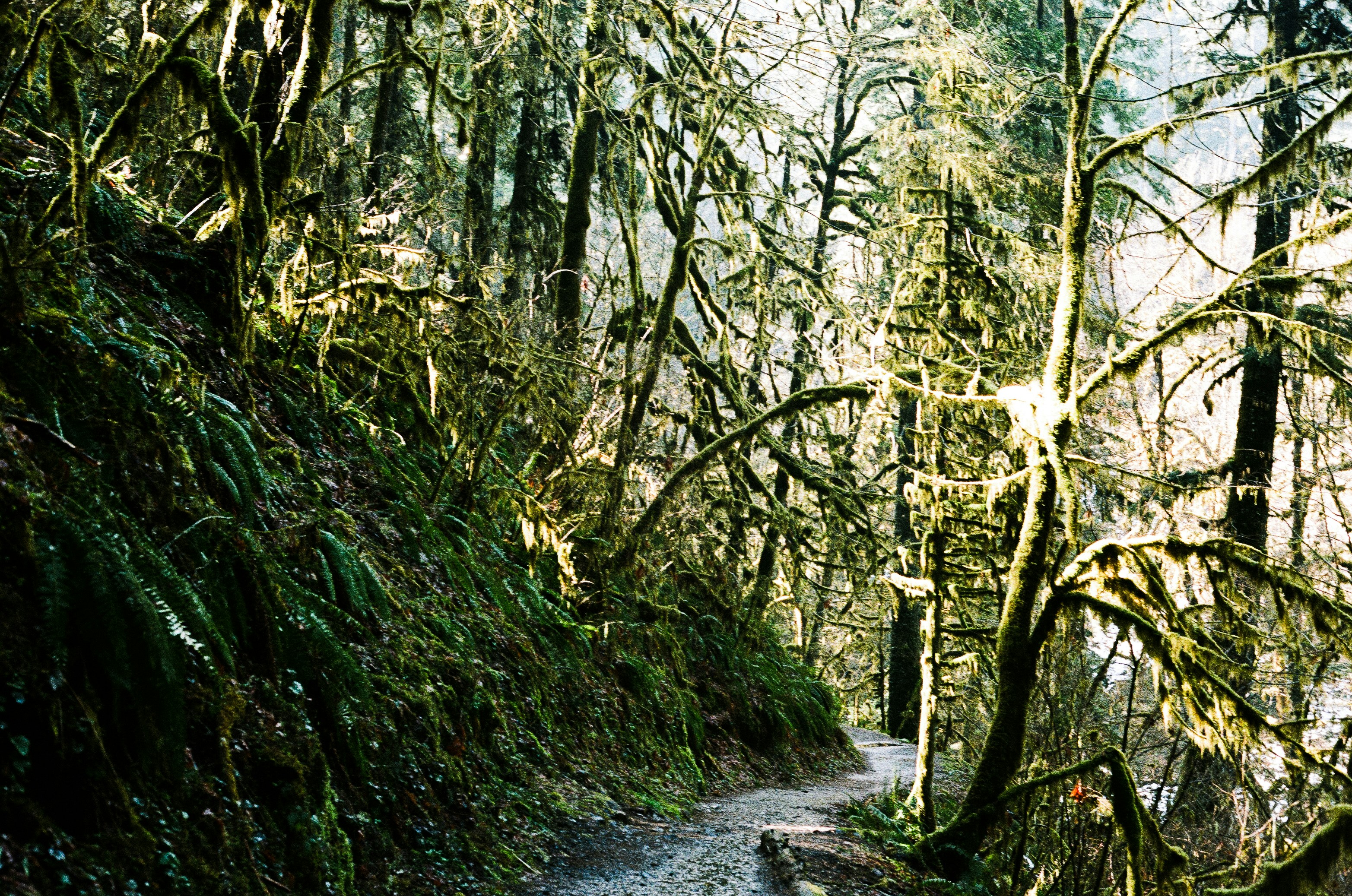 Historic Columbia River Highway State Trail, State Park in Oregon