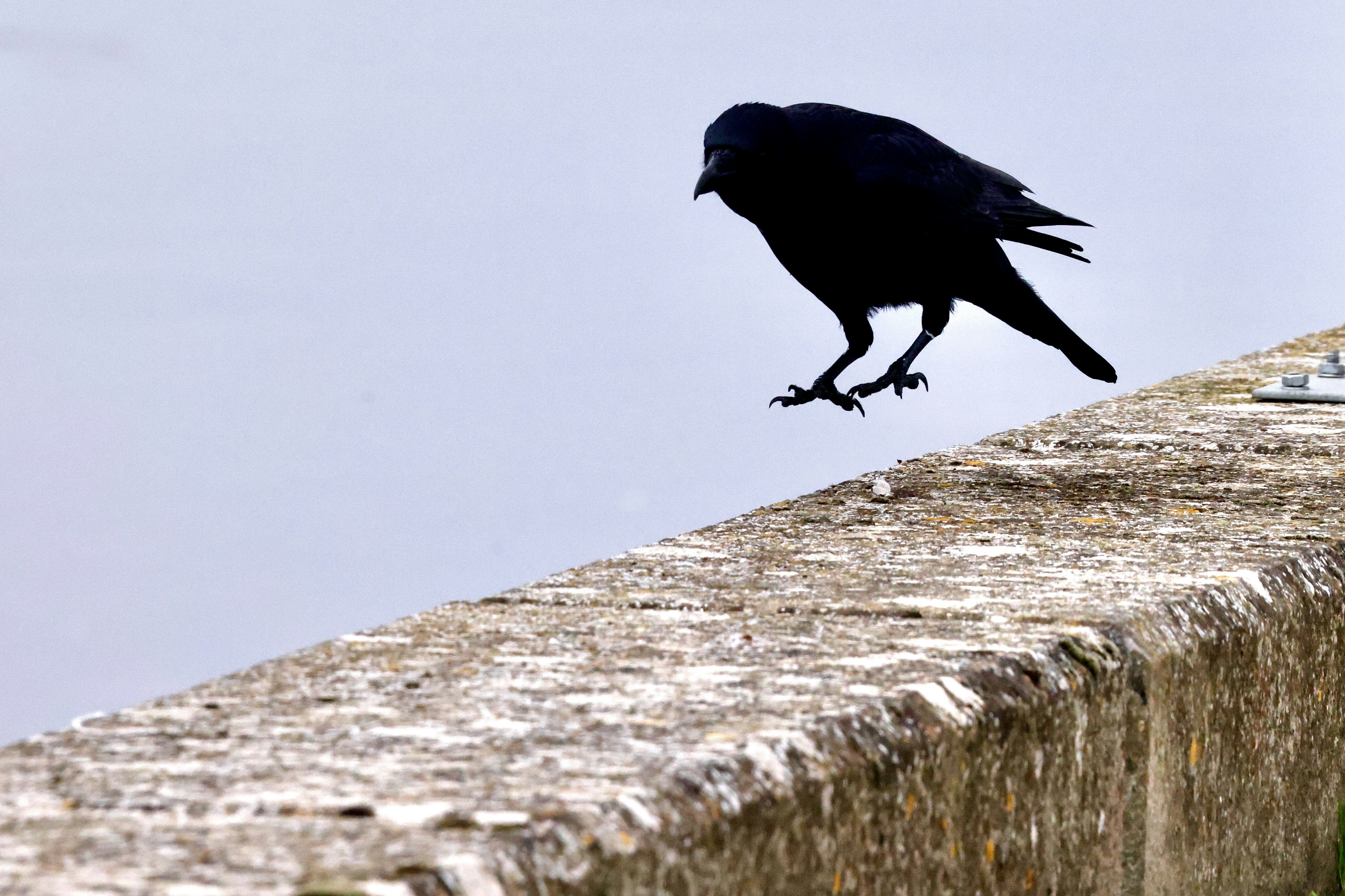A black bird sitting on top of a stone wall