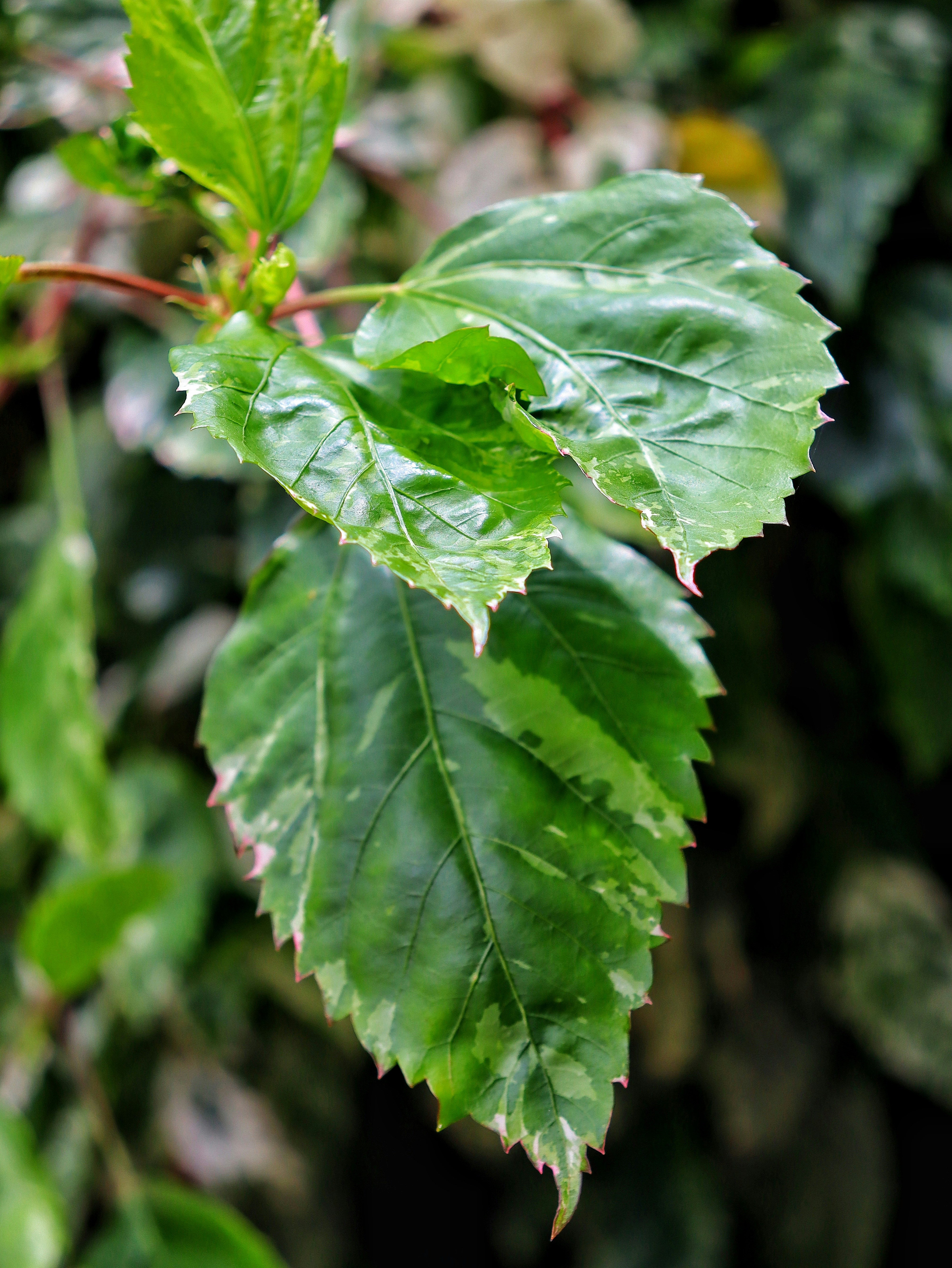 Photo by caio_delarolle