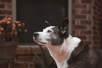 A black and white dog standing in front of a brick building