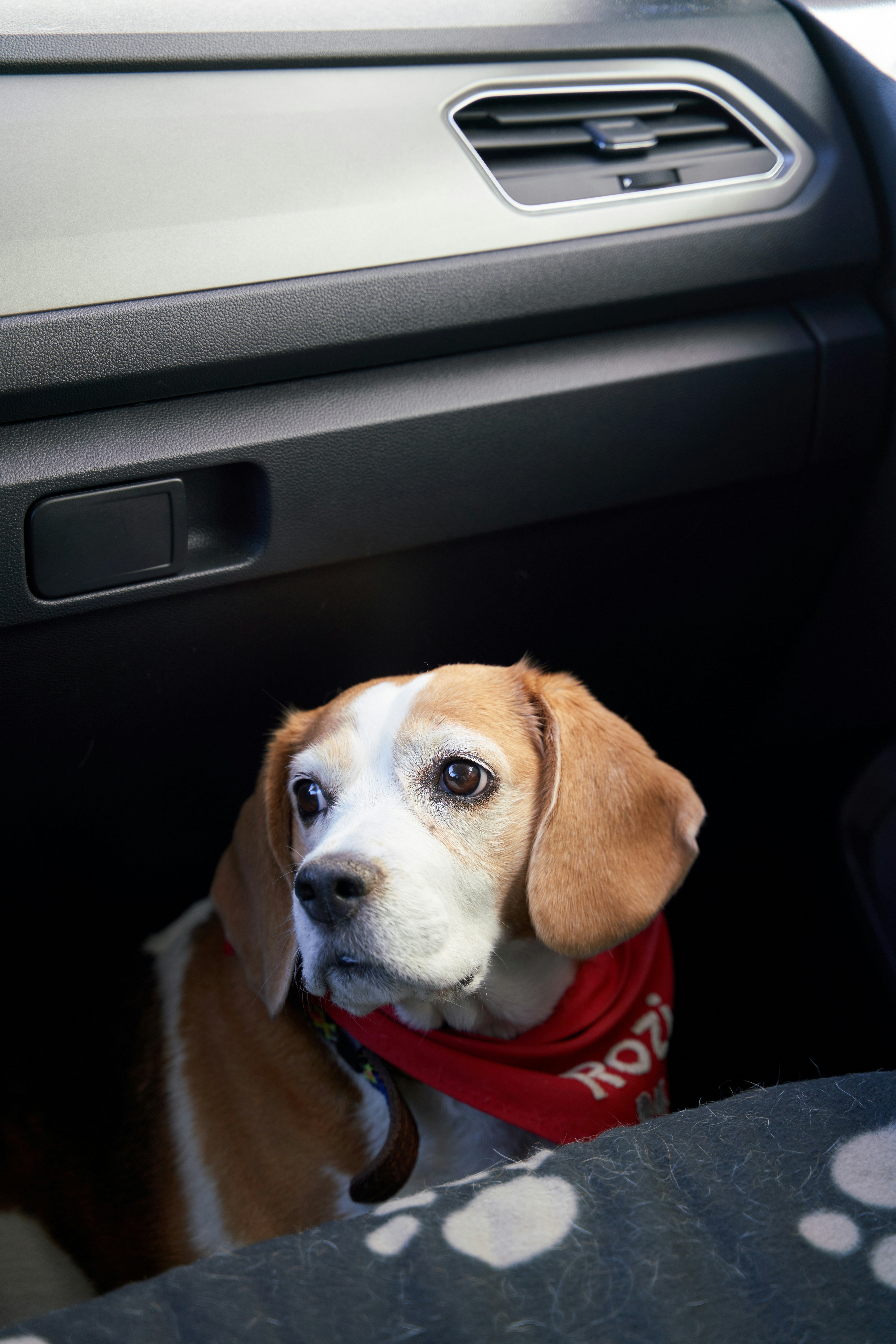 A brown and white dog wearing a red bandana in a car